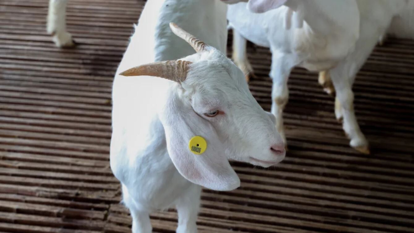 Goat farming is the next frontier in facial recognition technology in China. Photo: Weixin