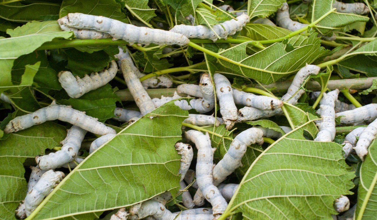 Will Taiwanese silkworm pet food prove to be the cat’s whiskers