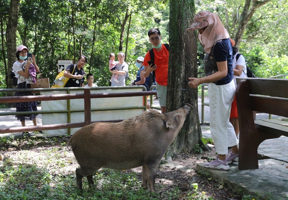 Wild boars and humans at close quarters in Aberdeen Country Park. Photo: Edmond So