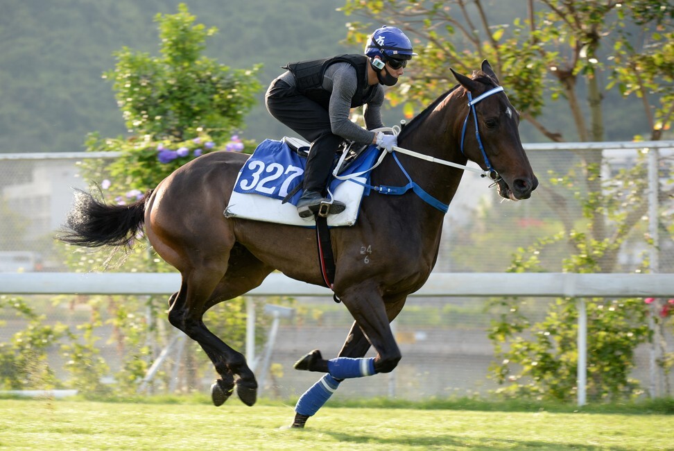 Perfect To Great gallops at Sha Tin.