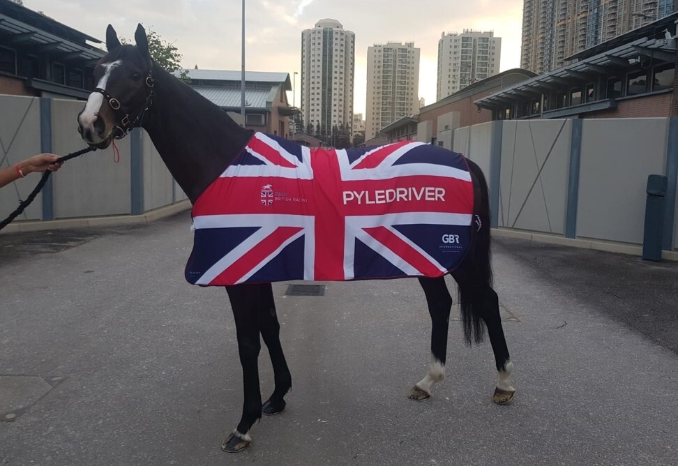 Pyledriver in his Team British Racing livery in the Sha Tin quarantine stables. Photo: Great British Racing International