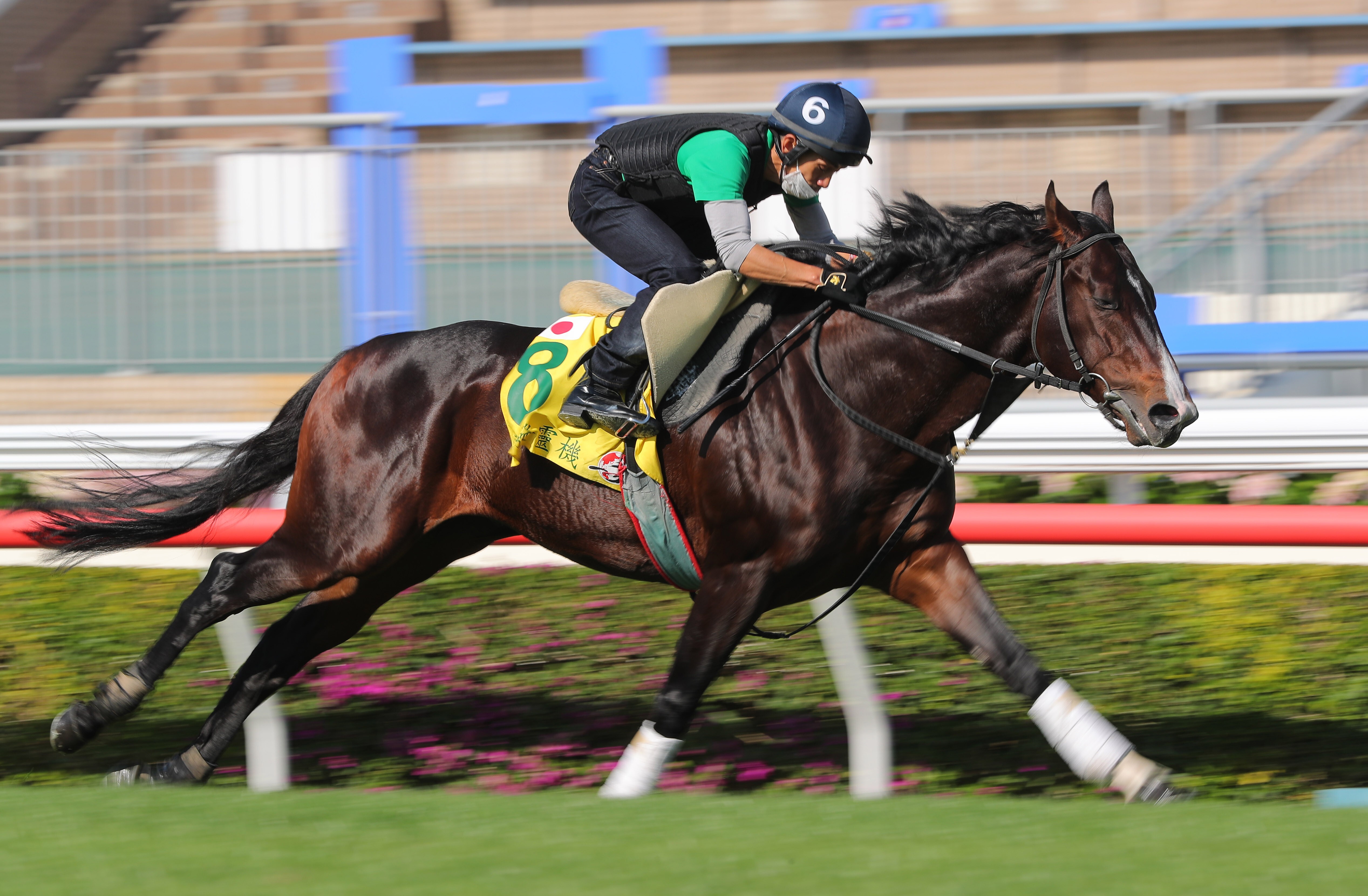 Pixie Knight stretches out on the turf at Sha Tin this week. Photos: Kenneth Chan