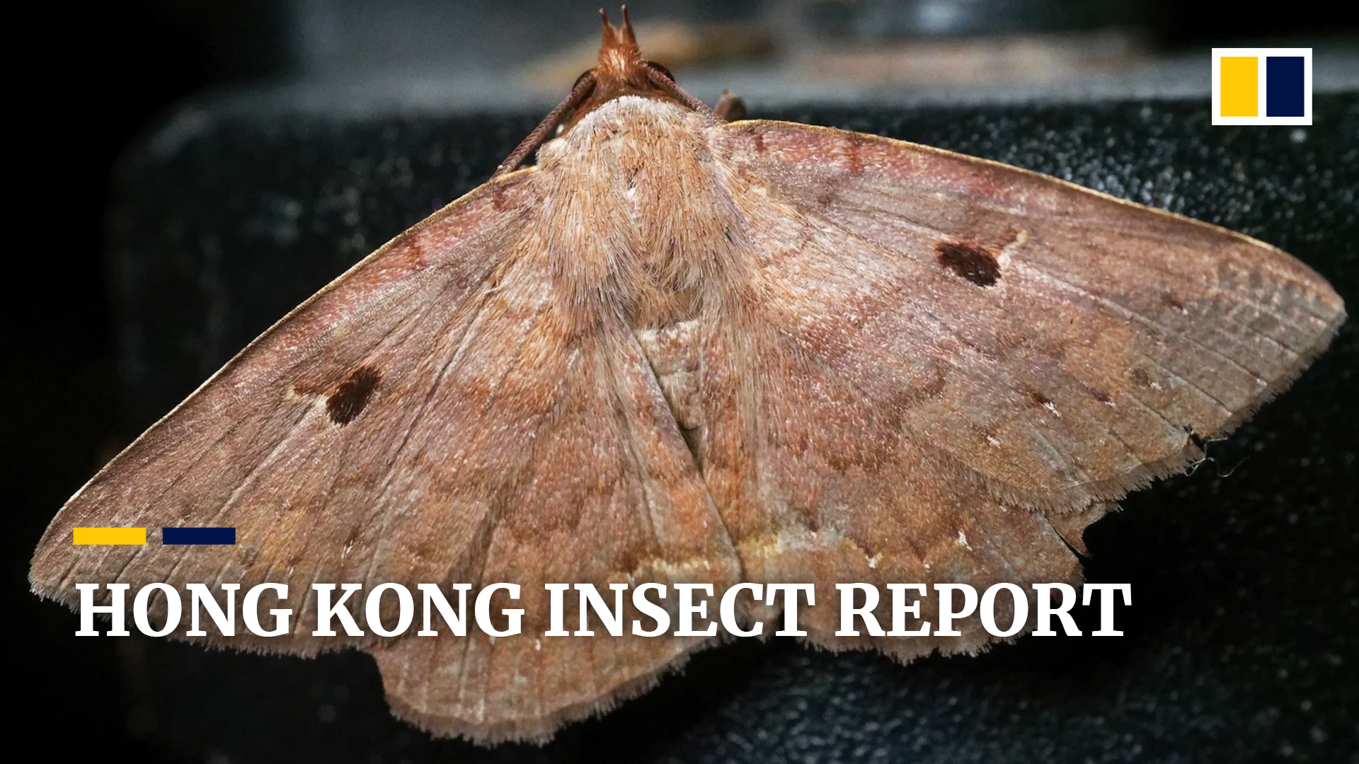 The Insect Apocalypse Is Coming Hong Kong Moth Study Shows The Threats And Complexities South China Morning Post