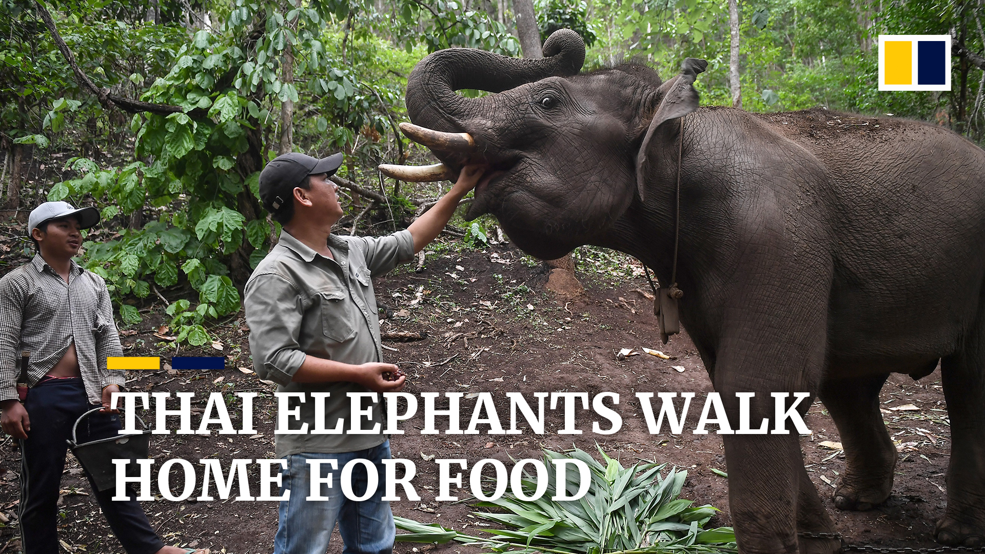 elephants: Latest News and Updates | South China Morning Post