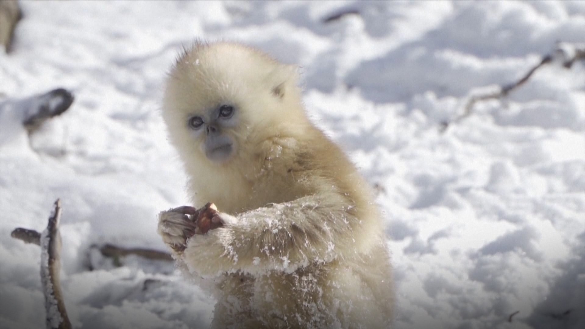 Hope for endangered golden snub-nosed monkeys as numbers soar in central China