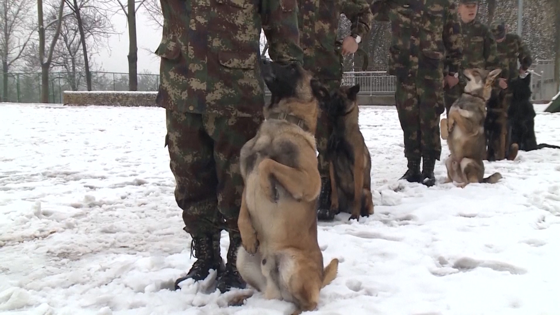 China S Pla Rocket Force Recruits Dog Soldiers South China Morning Post