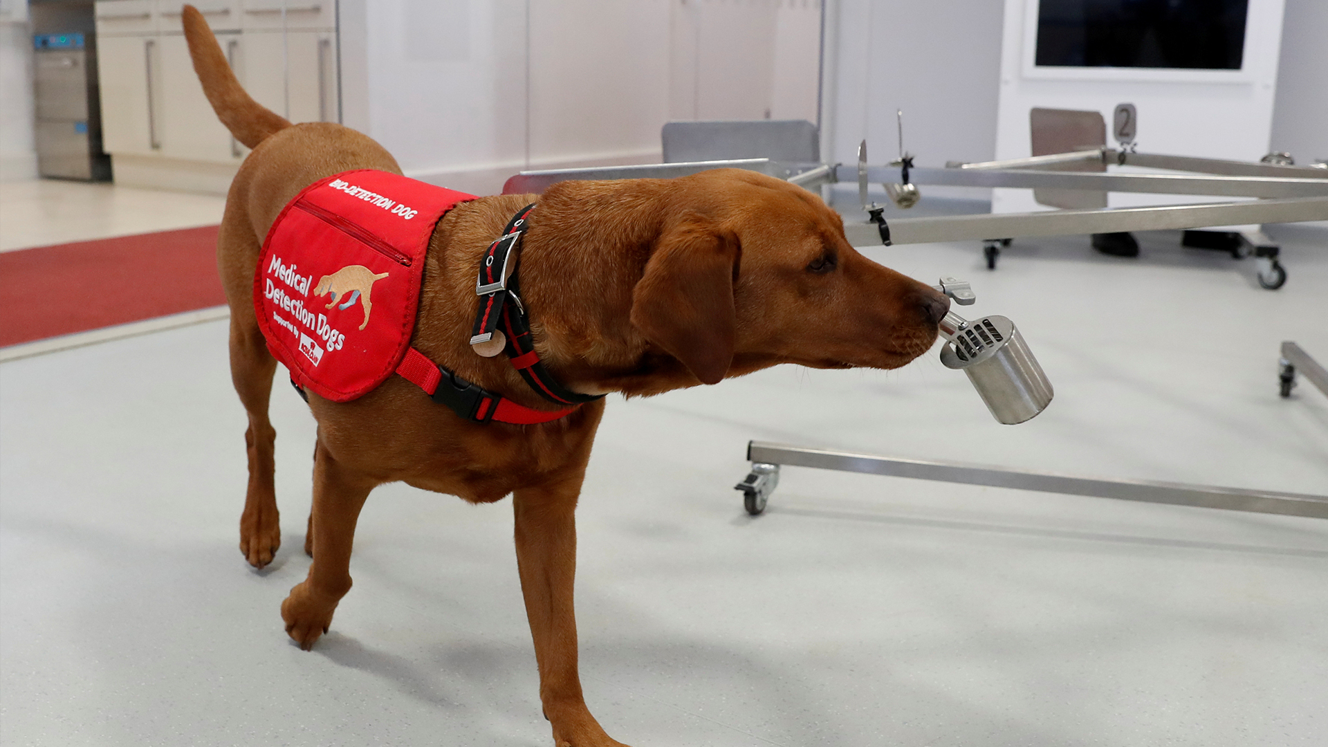 UK researchers plan to train dogs to detect coronavirus in humans ...