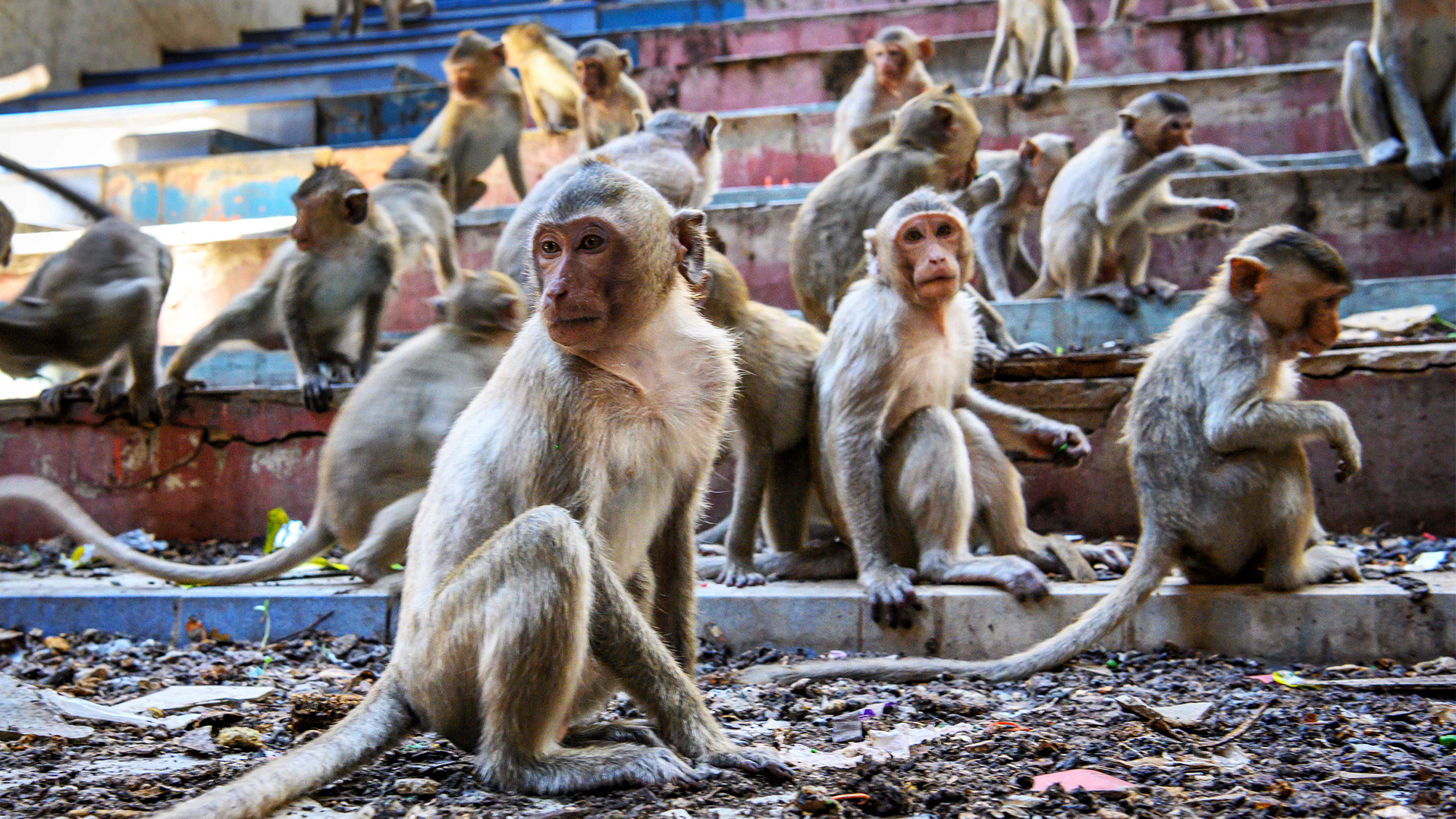 With the tourists gone, what now for Lopburi's famous monkeys?, Thailand