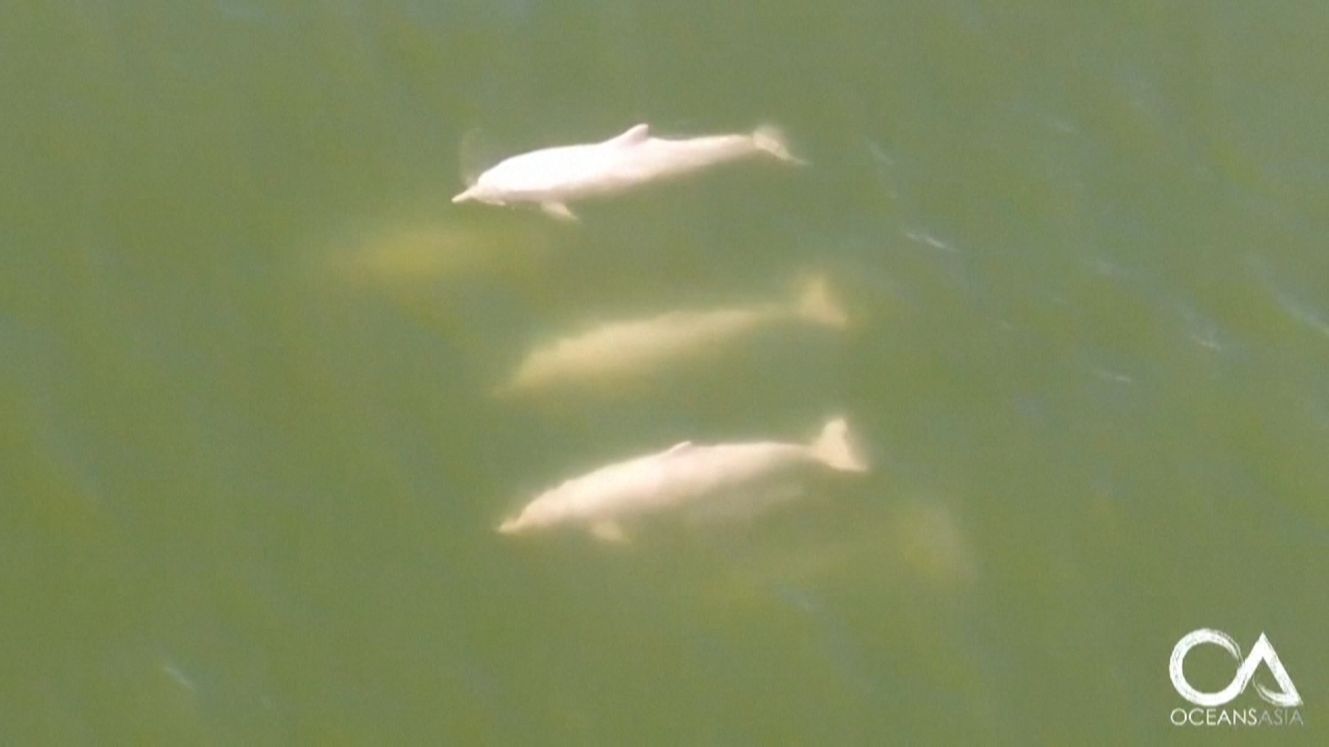 Rare pink dolphins are returning to Hong Kong