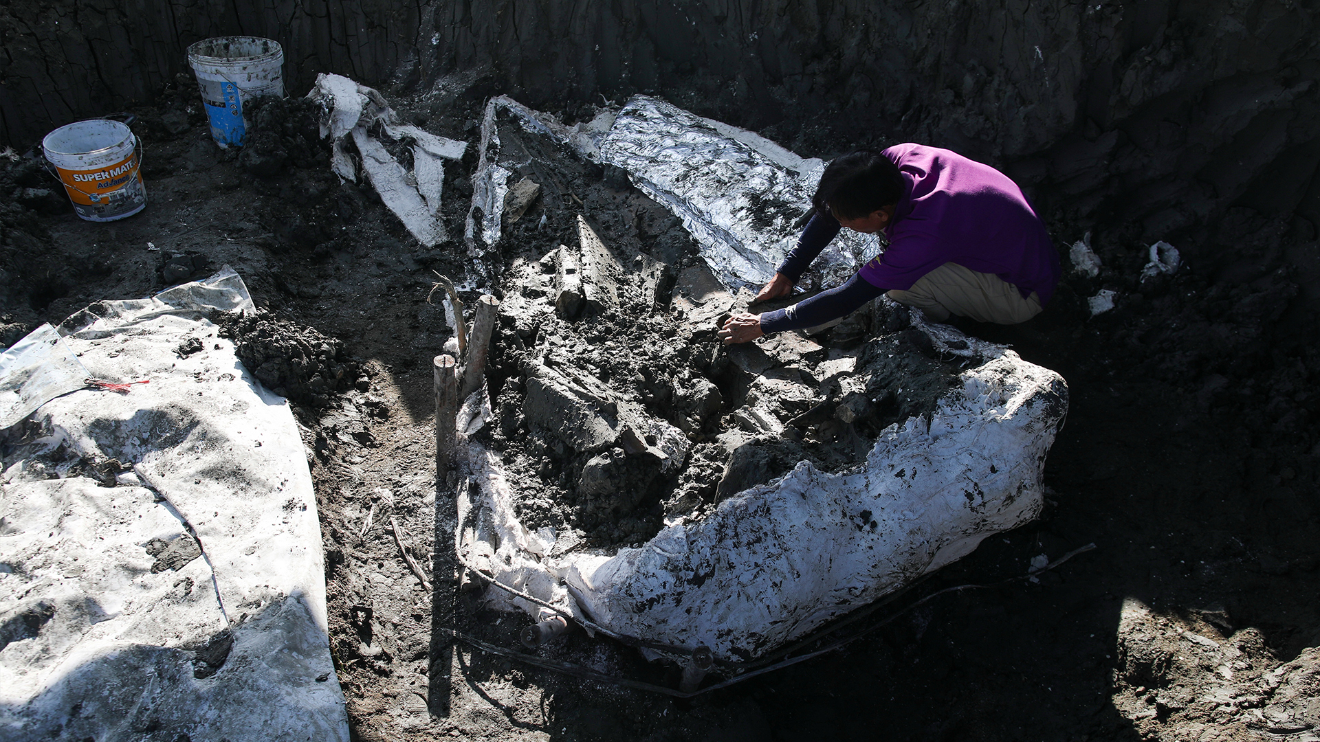 Thailand: Whale skeleton believed to be 5,000 years old unearthed | South China Morning Post