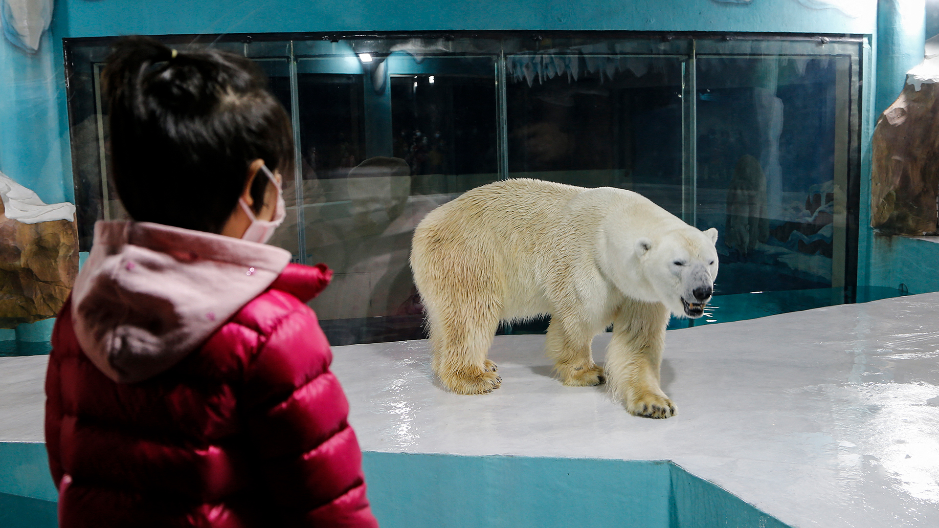 Animal Rights In China South China Morning Post