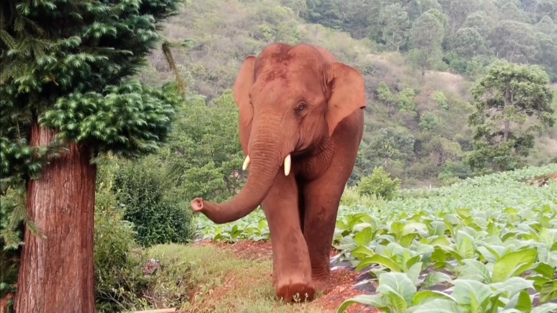 It s an elephant. Elephant left.