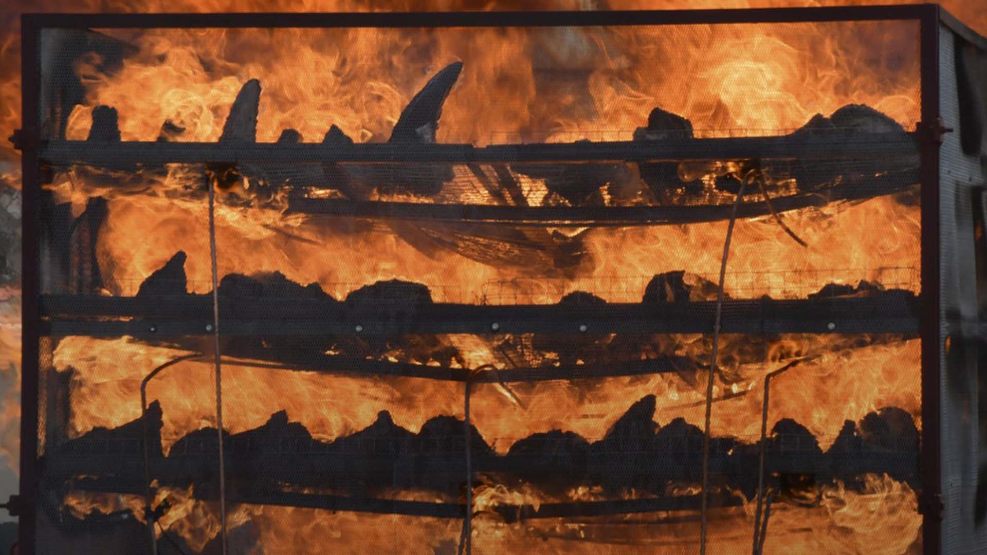 Thousands of rhino horns burned in ceremony in India to mark World Rhino Day