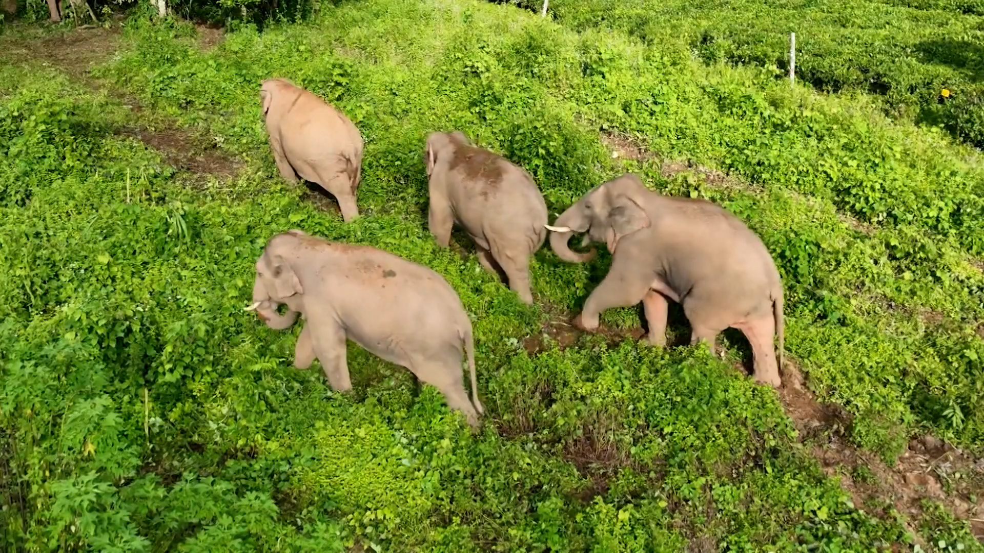 Wild elephants make annual migration to China’s Yunnan Province amid harvest season