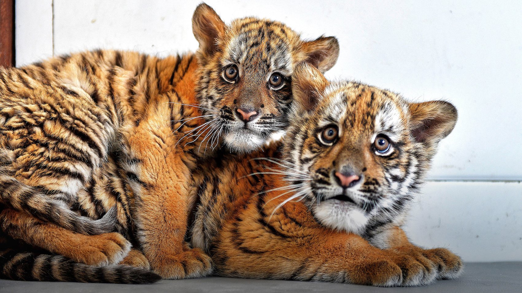 Five Newborn Siberian Tigers Make Public Appearance-Dahe.cn