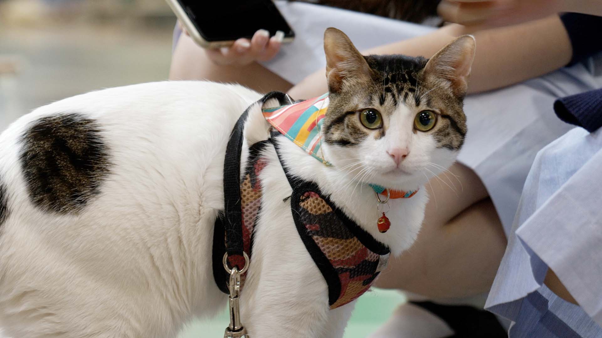 Felines convene for Caturday in Dolores Park