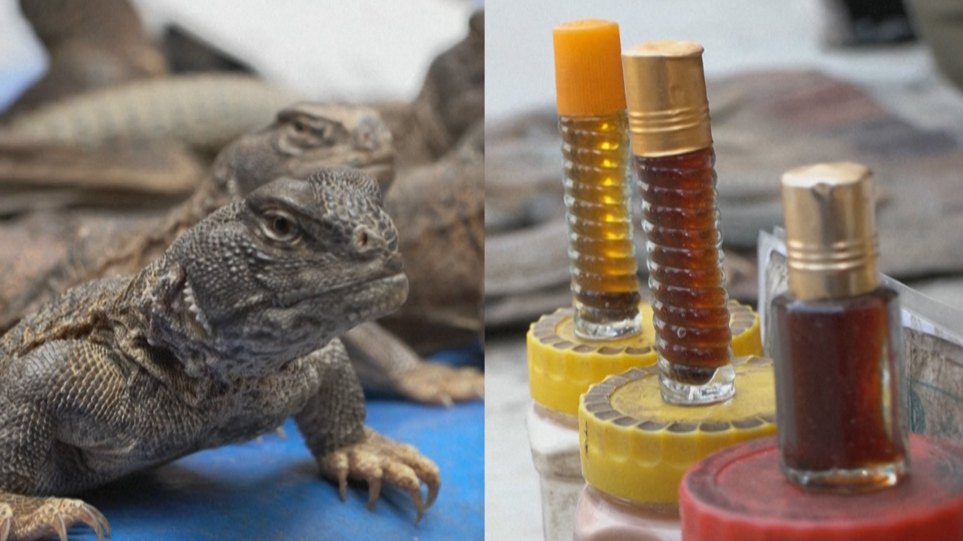 Viagra ban in Pakistan sparks demand for lizard oil that makes men ‍‍`strong  like steel‍‍` | South China Morning Post