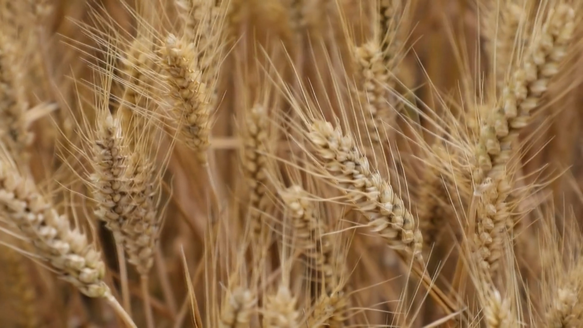 Farmers in China rush to harvest wheat after heavy rains damage crops