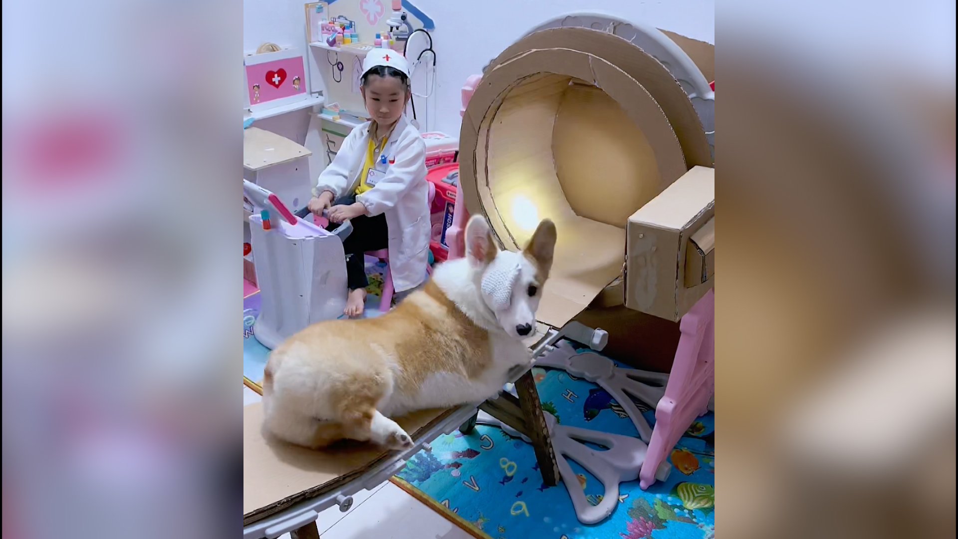 Chinese girl plays doctor giving corgi CT scan with cardboard machine |  South China Morning Post