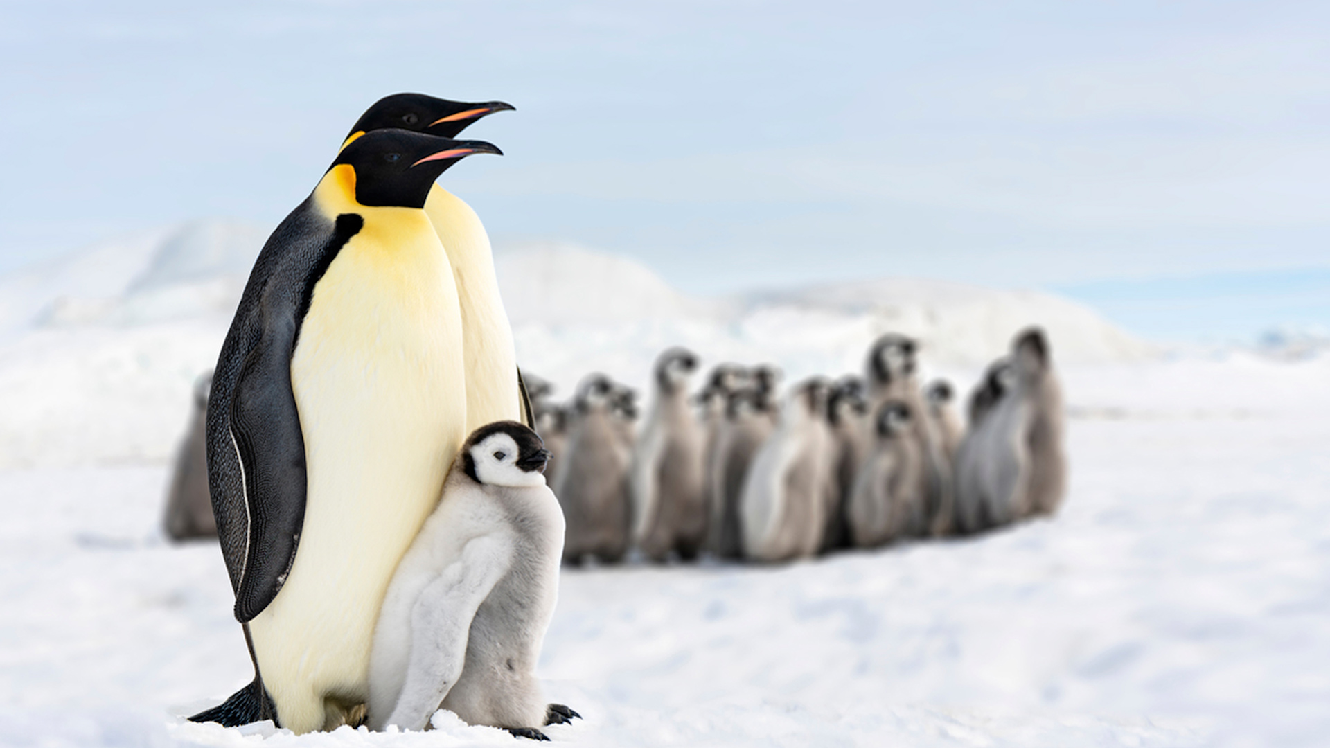 Antarctica emperor penguins face breeding crisis as thousands of chicks die  amid sea ice break-up | South China Morning Post