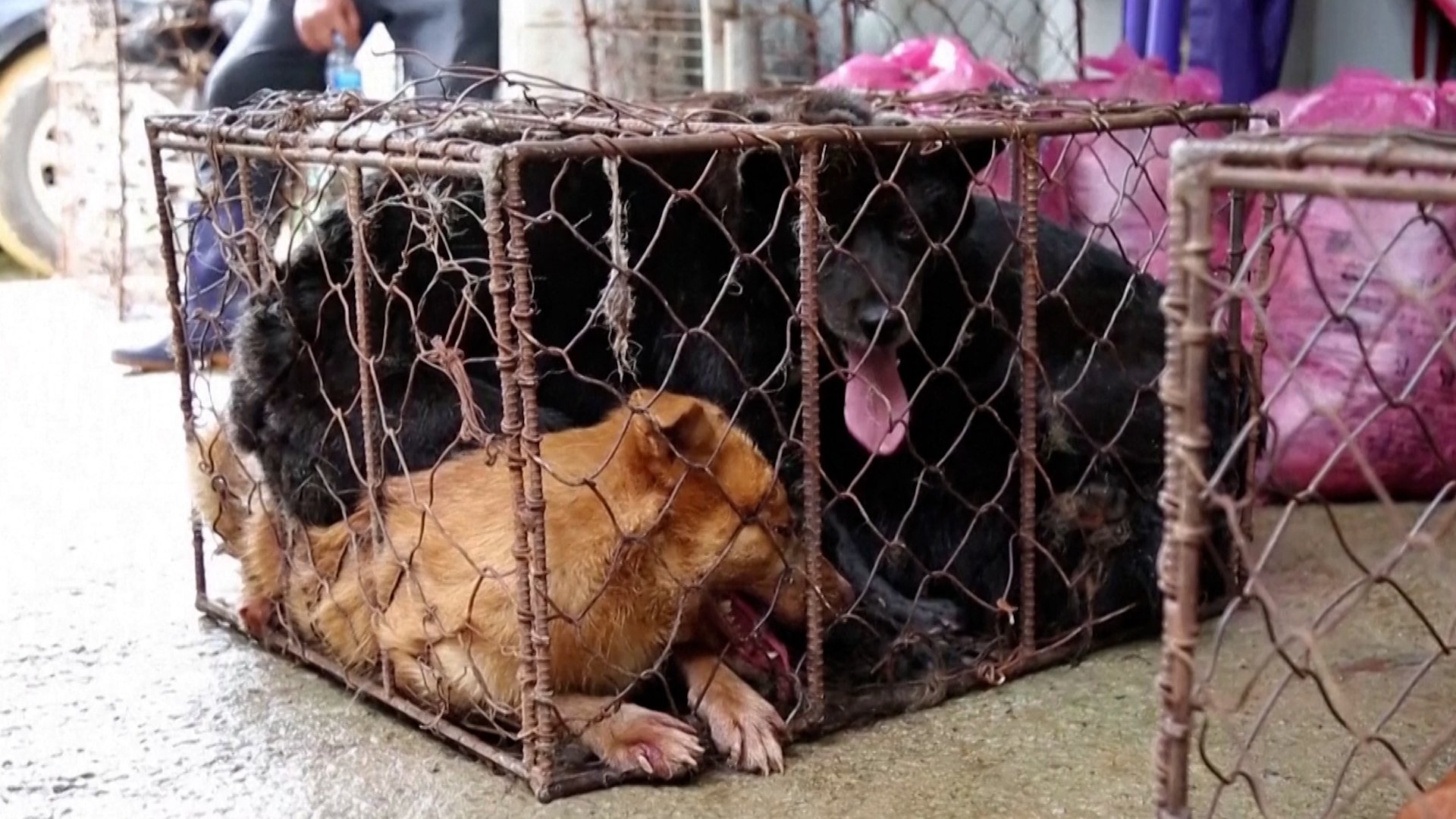 South Korea to introduce law making dog meat consumption illegal