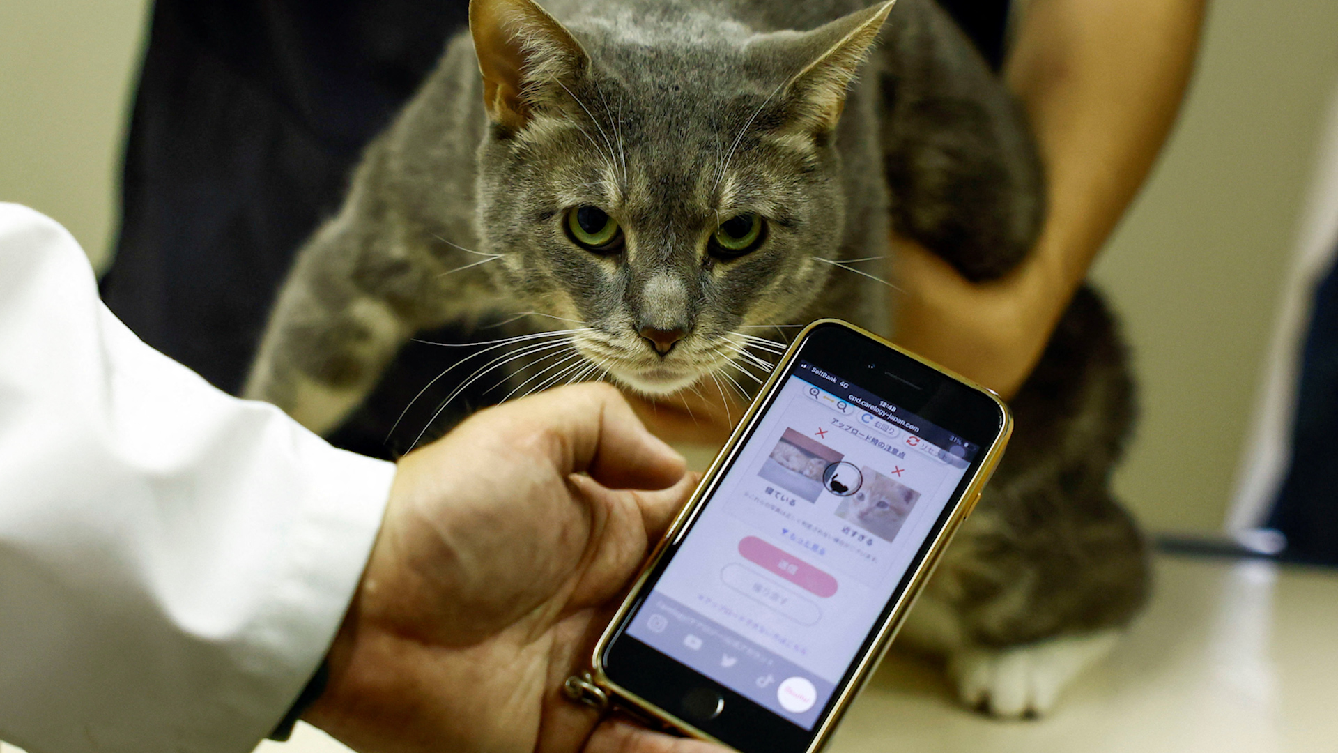 Japanese AI app can detect when cats are in pain