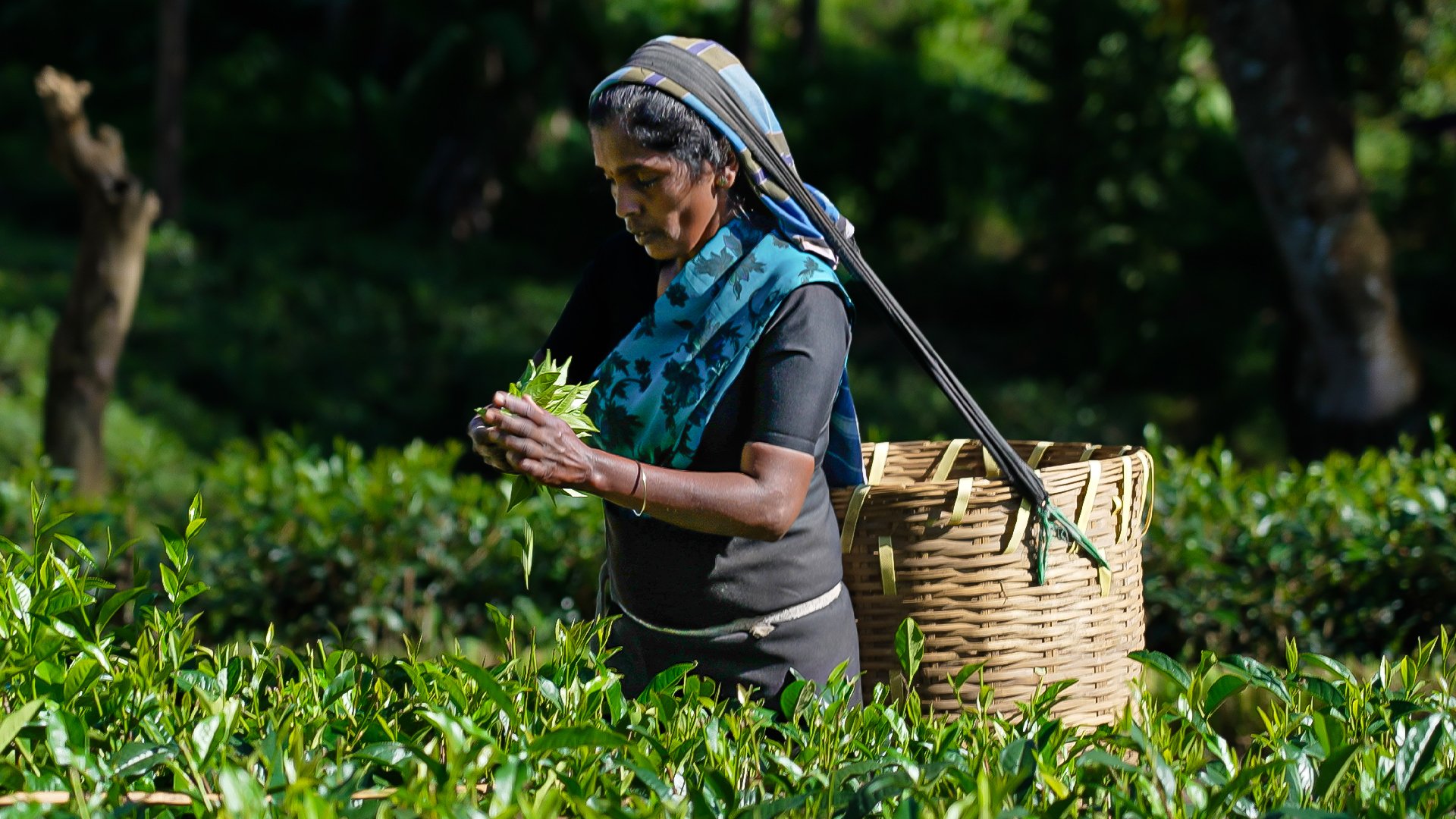 Why Ceylon tea is inseparable from Sri Lanka and its people