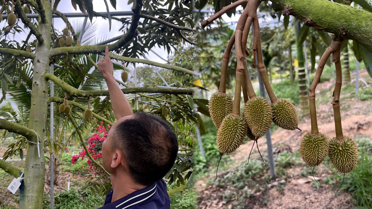 Durian growers in China focus on quality to meet huge domestic demand for pungent fruit