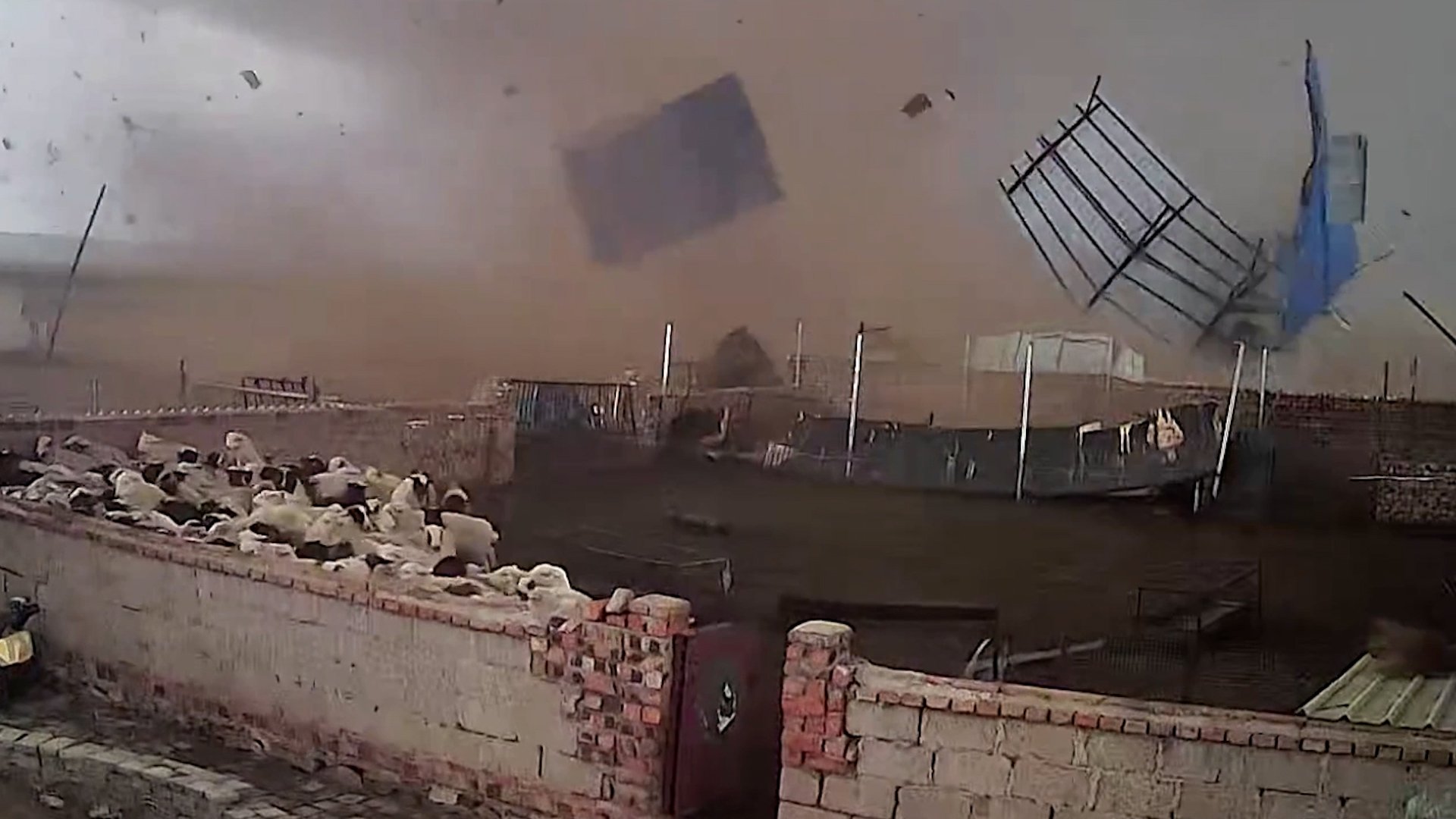 Sheep huddle in corner before tornado rips off farm roof