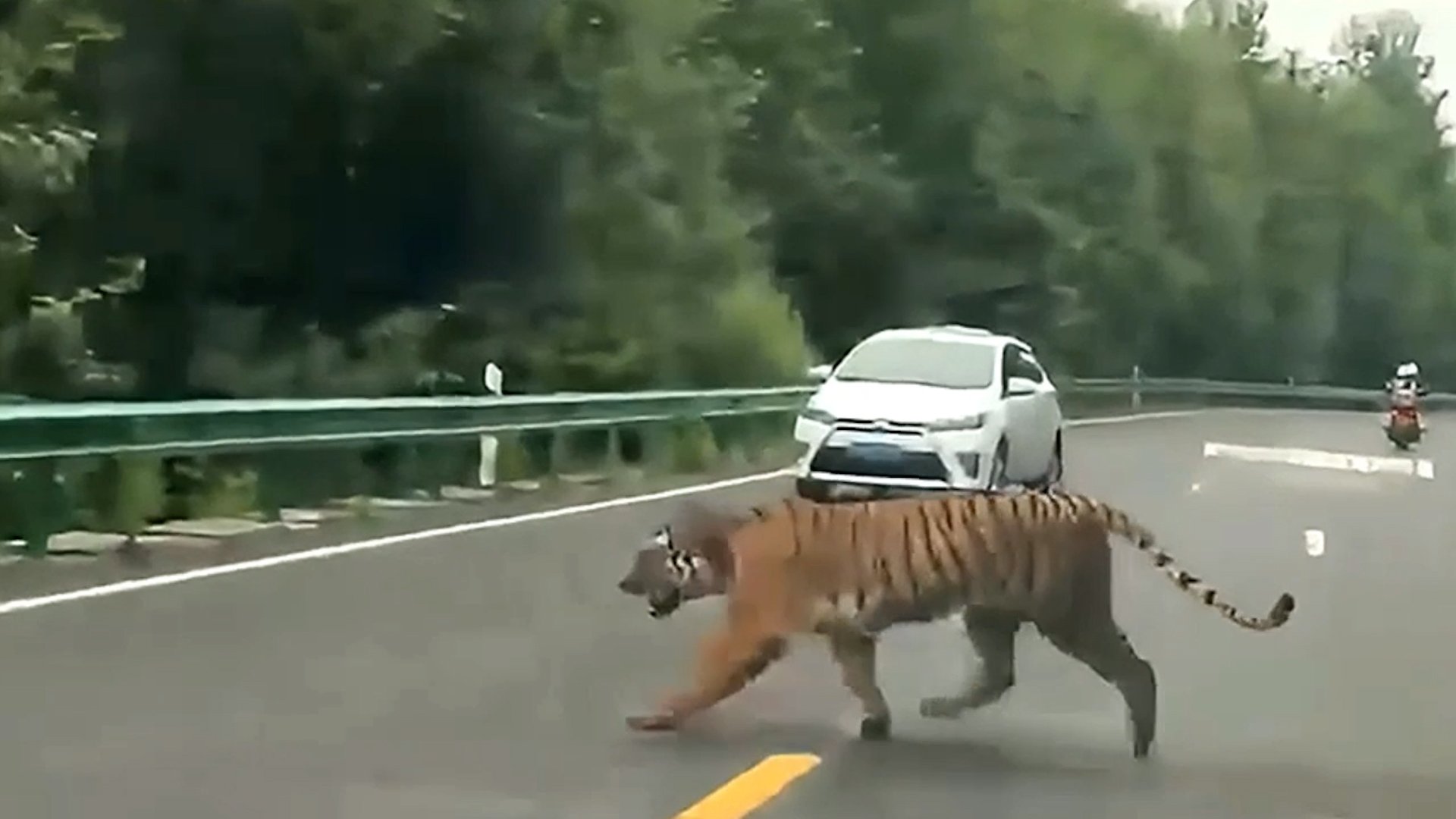 Tiger walks on highway in China, shocking motorists
