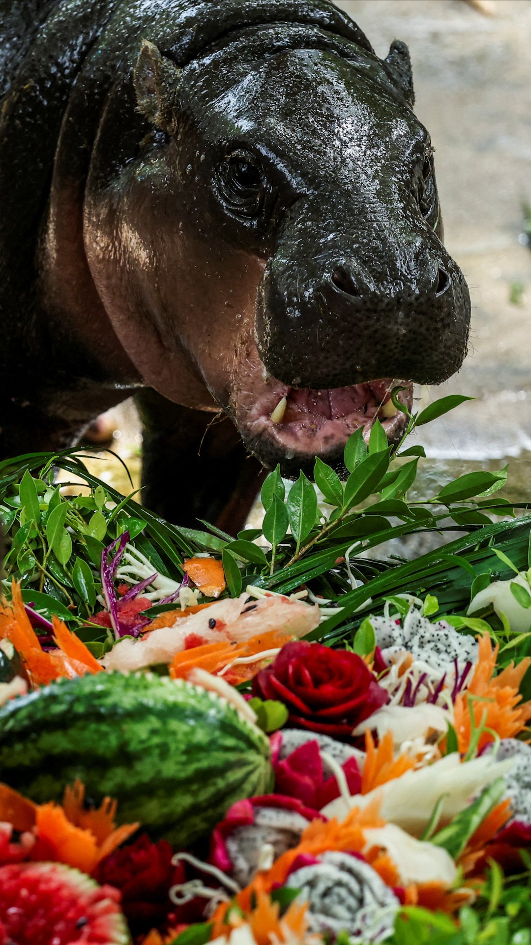 Moo Deng, Thailand’s star pygmy hippo, celebrates first birthday