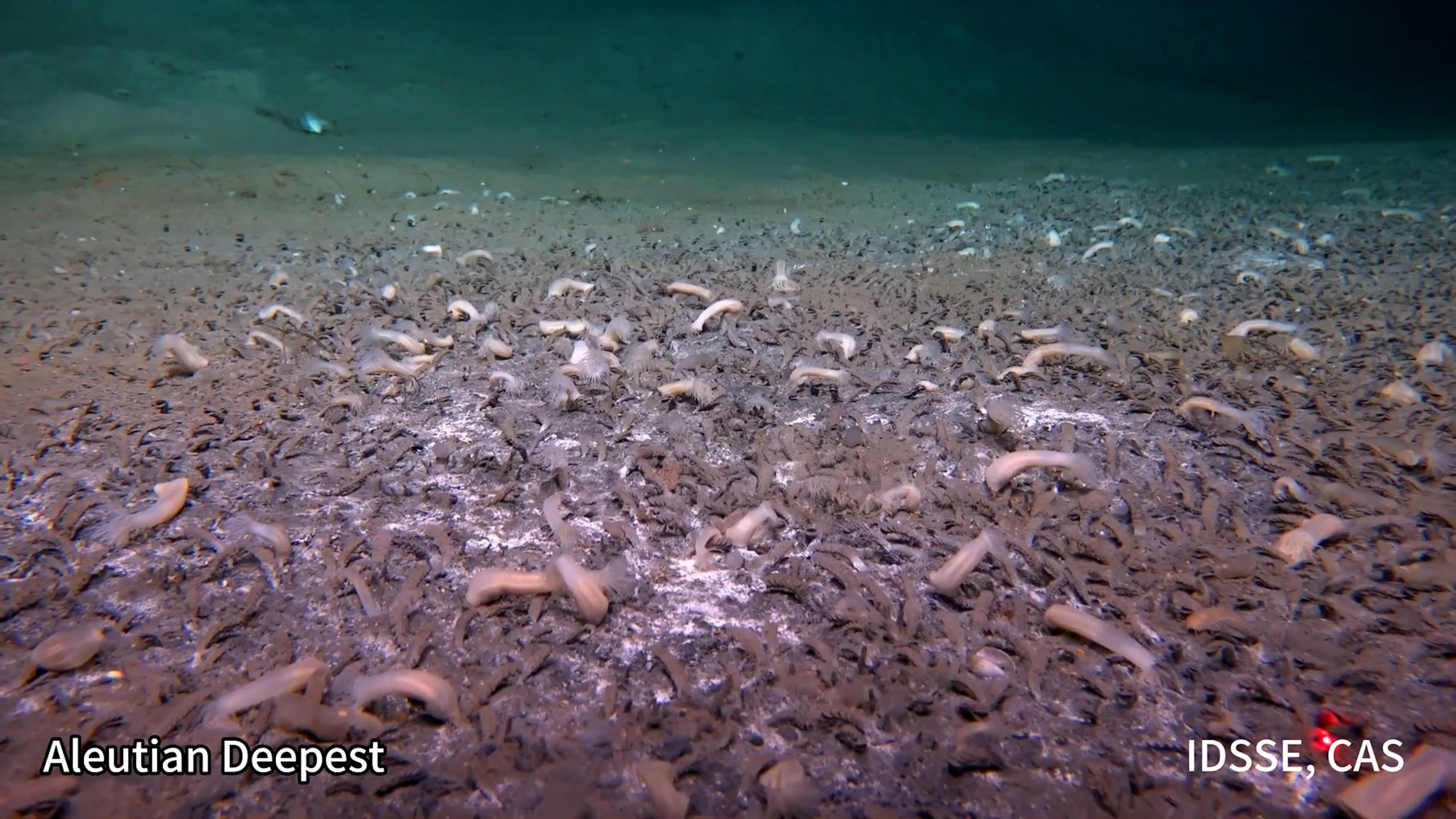 Life finds a way in the deepest ocean trenches