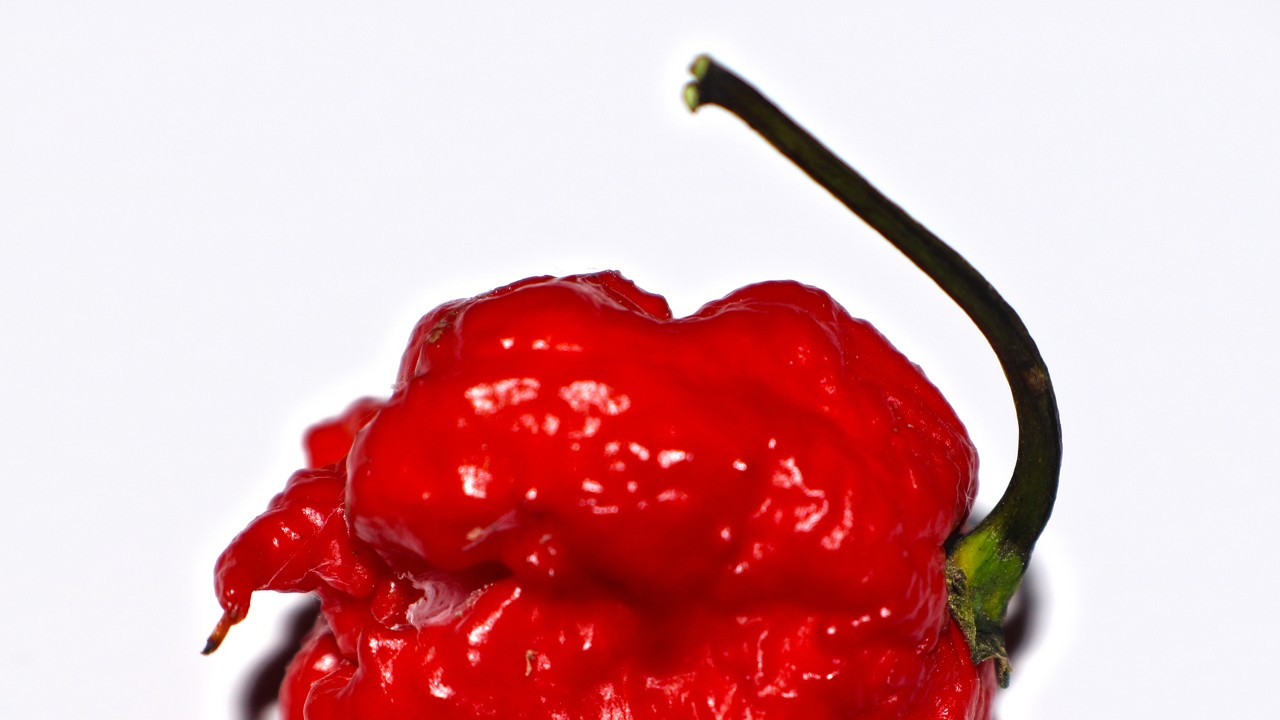 Man In Hospital After Eating A Carolina Reaper World S Spiciest Red Hot Chilli Pepper Yp South China Morning Post