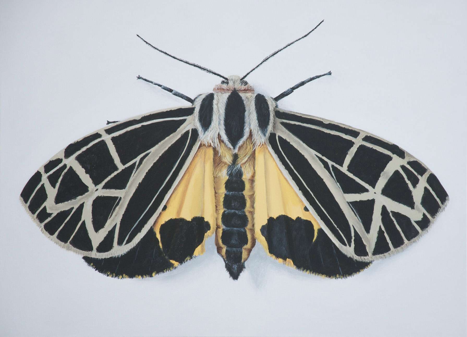 These Moths Are So Gorgeous They 'Put Butterflies to Shame', Science