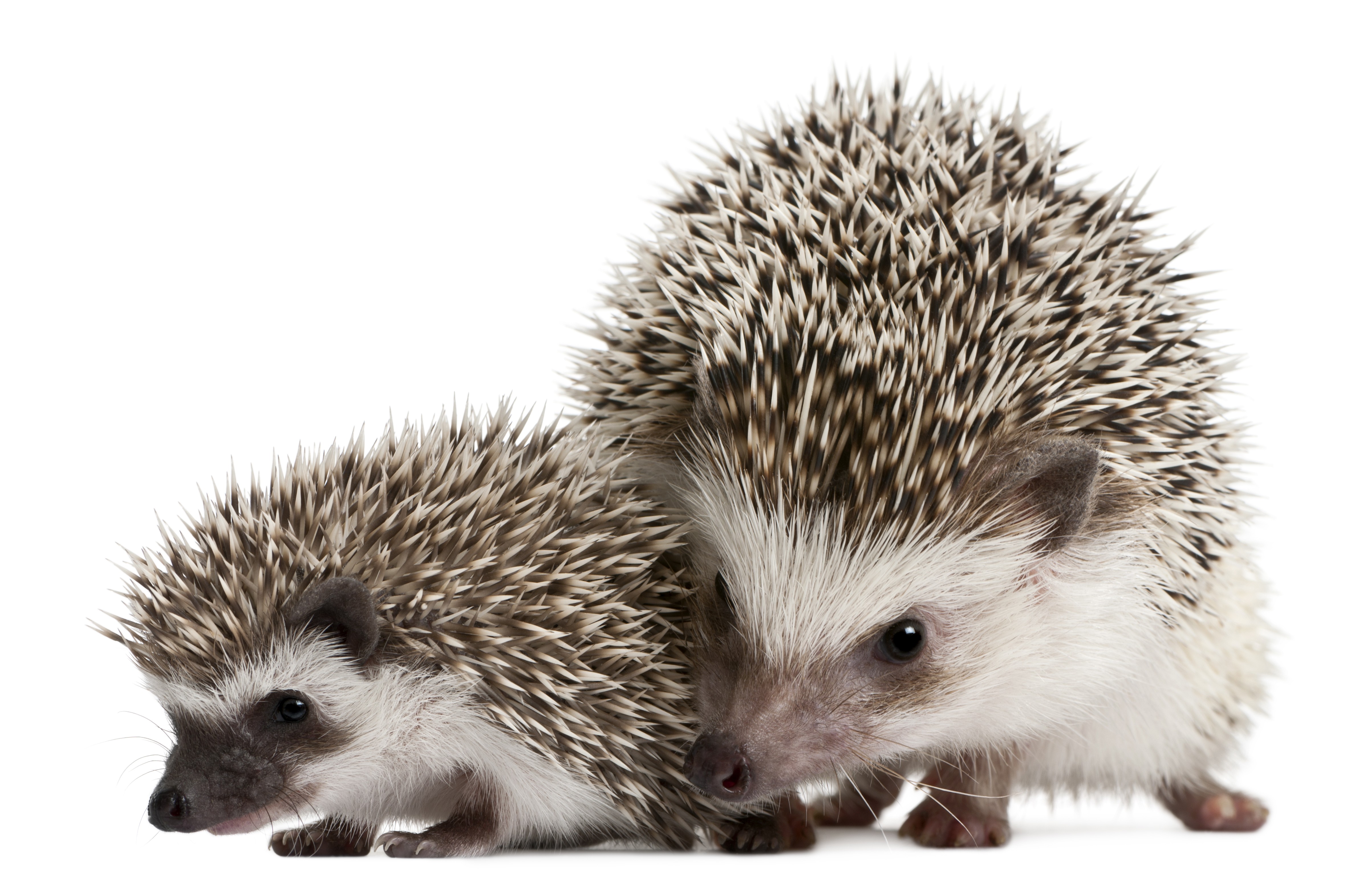 What You Need To Know About Our Prickly Pals The Hedgehog Yp South China Morning Post