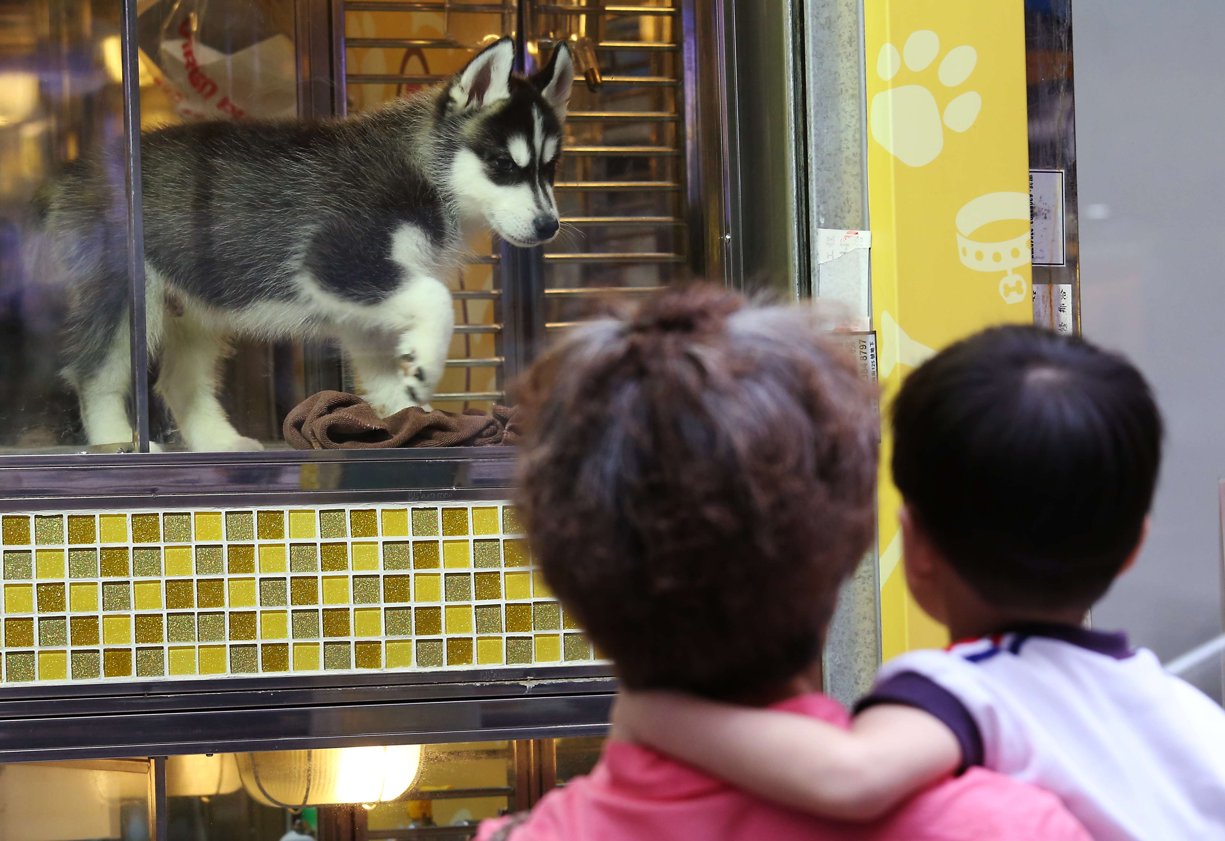 Do You Need A License To Breed And Sell Dogs