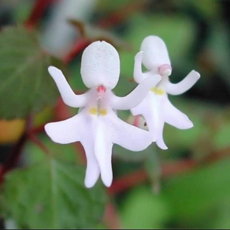 9 weird-looking flowers you won't believe are actually real - YP 