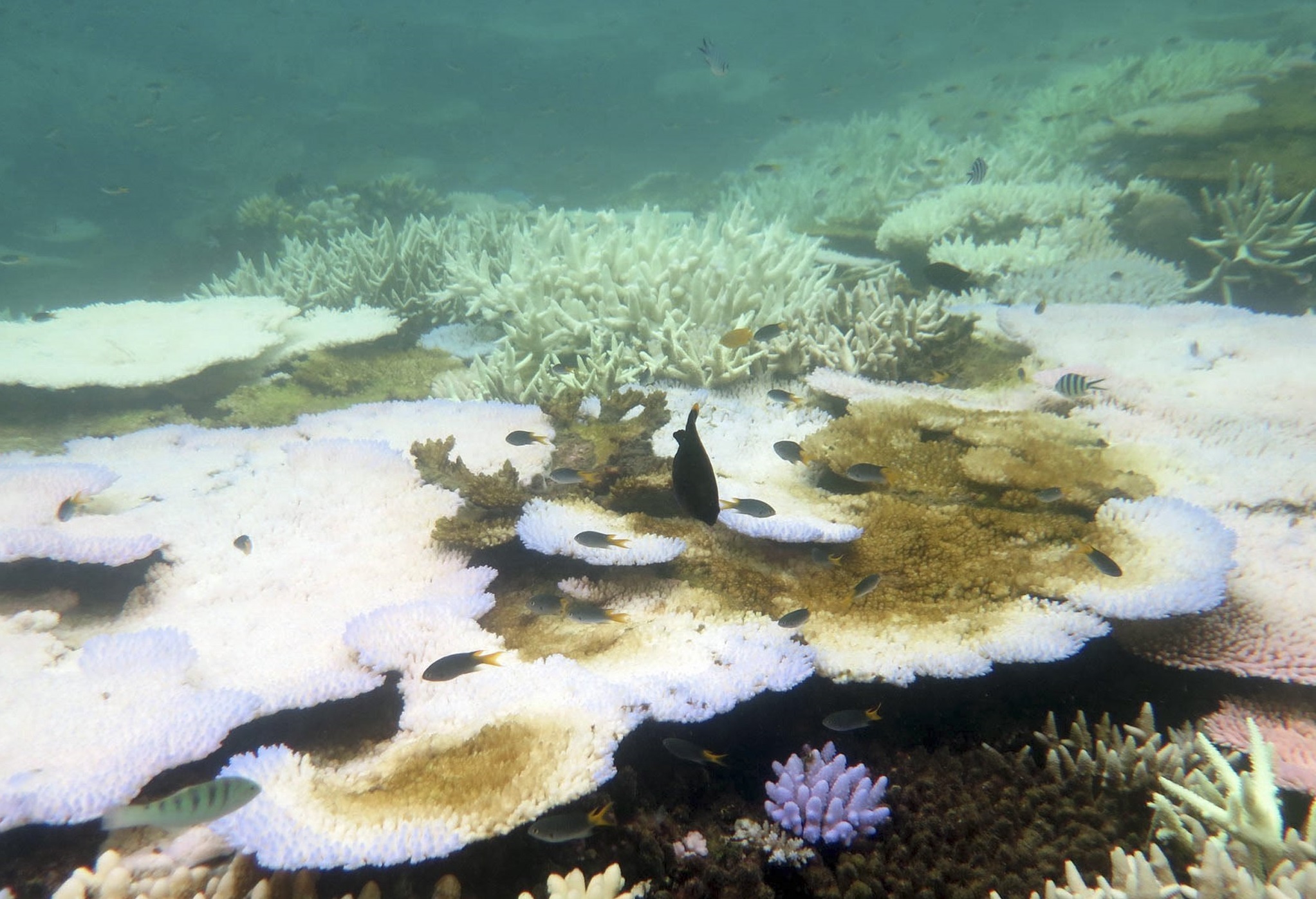 Coral reefs that are damaged will appear bleached or whiter in colour.