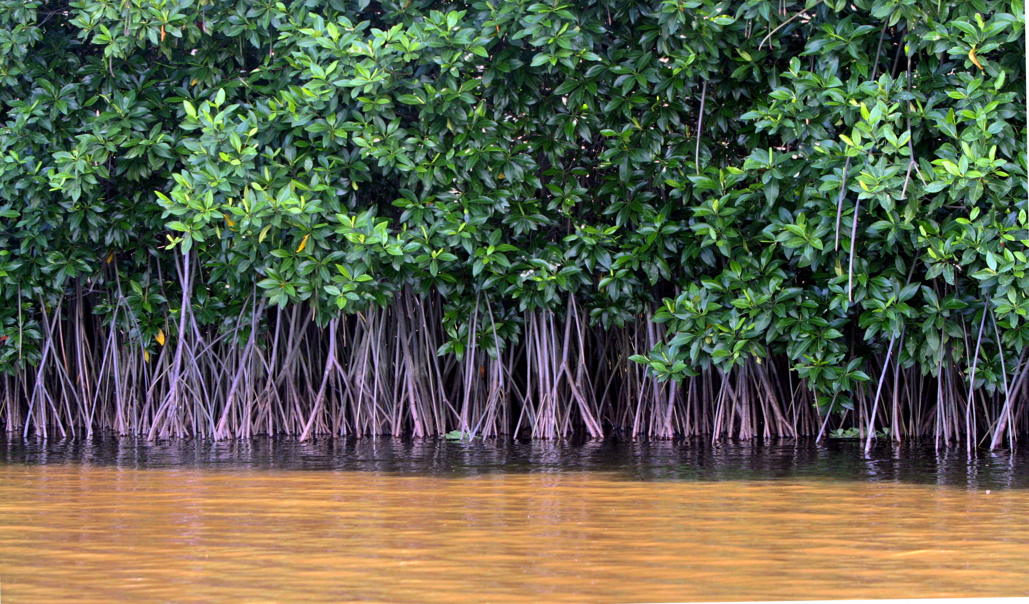 The world's mangrove forests are disappearing thanks to farming and industrial activity.