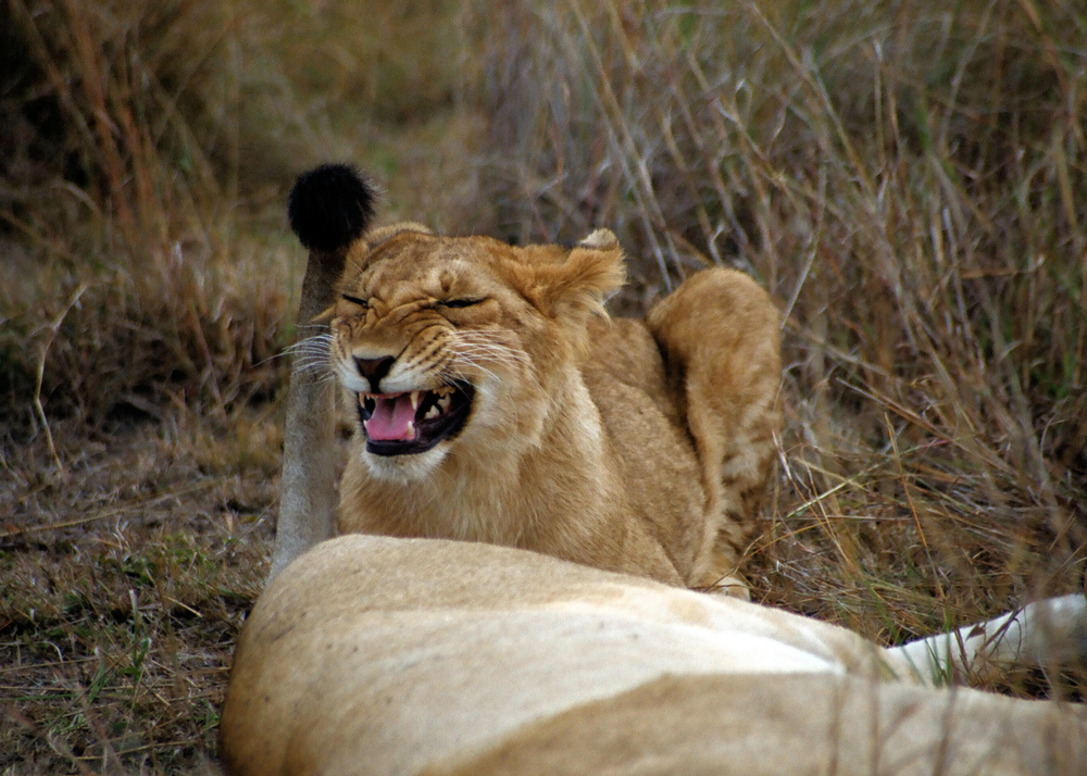 Why Do My Dogs Farts Smell Like Death