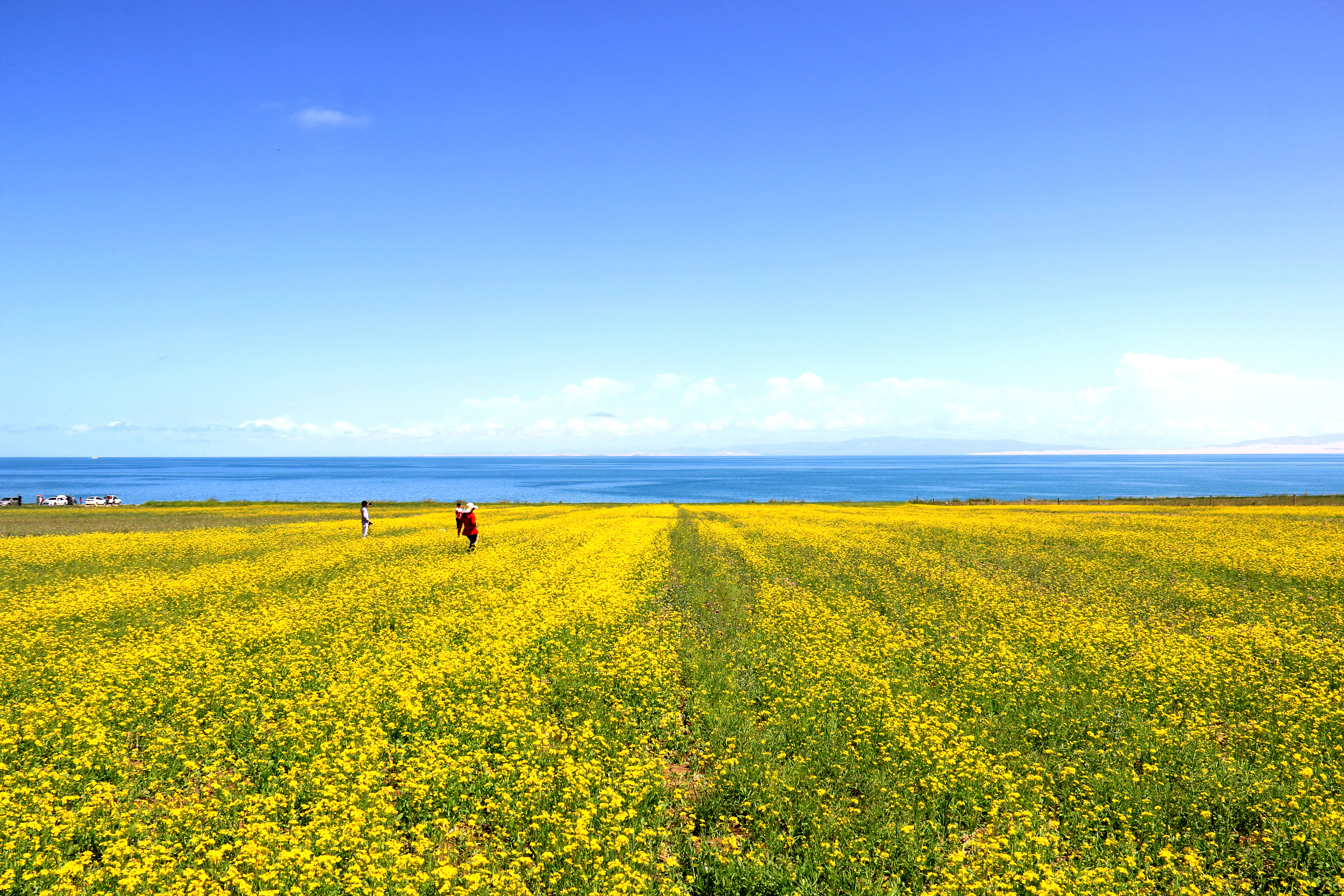 Qinghai Lake is the largest inland lake in China.