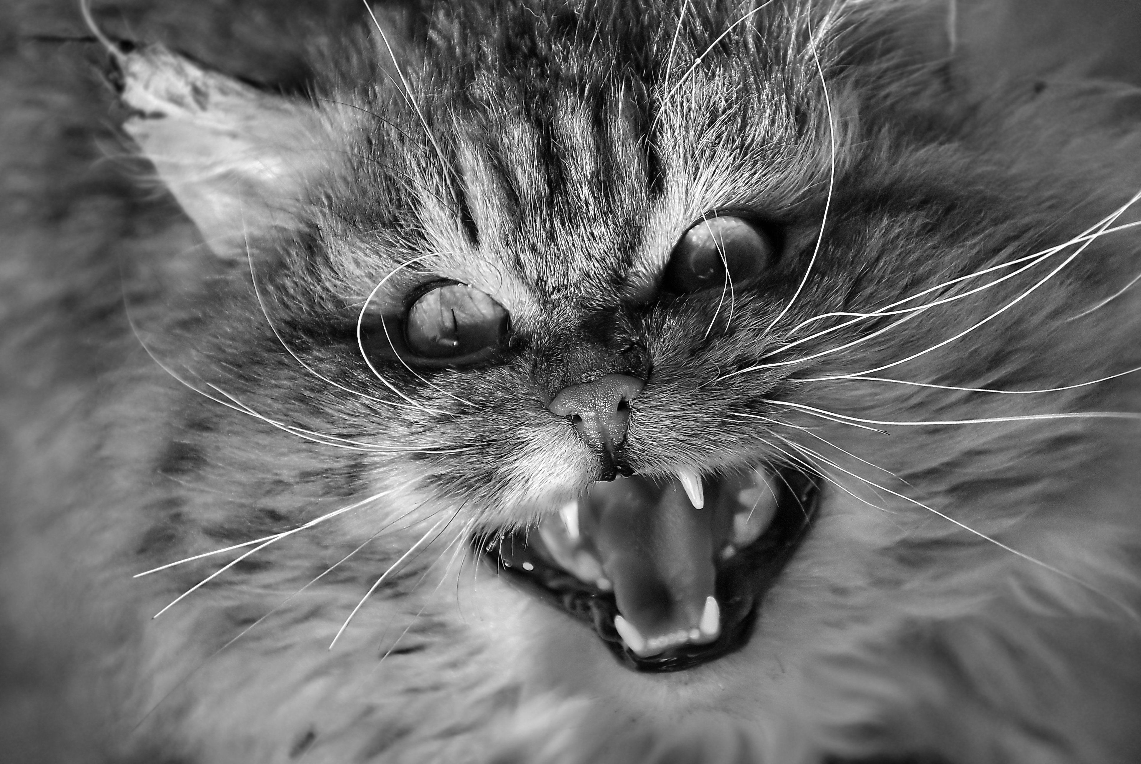 Звук раздражающий котов. Злой кот. Злая кошка. Бешеный кот. Кот со злой мордой.