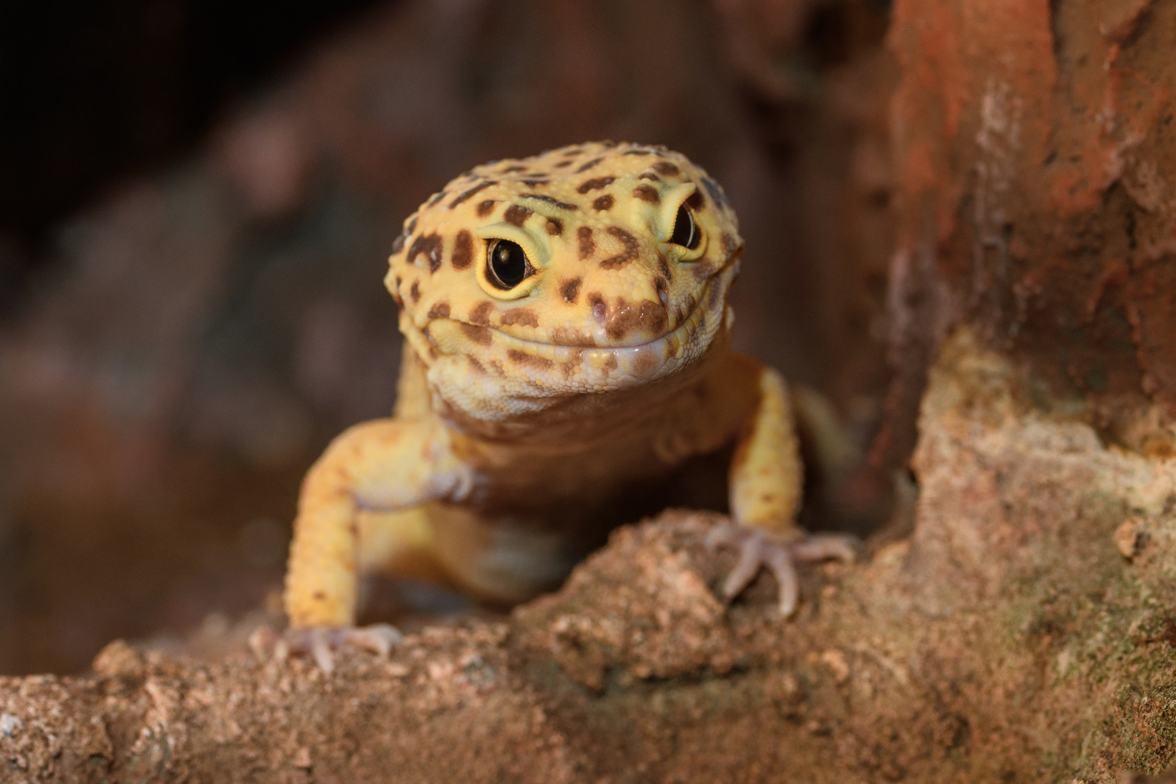 Pet parenting 101: Why the Leopard gecko is the perfect lizard for  beginners - YP | South China Morning Post