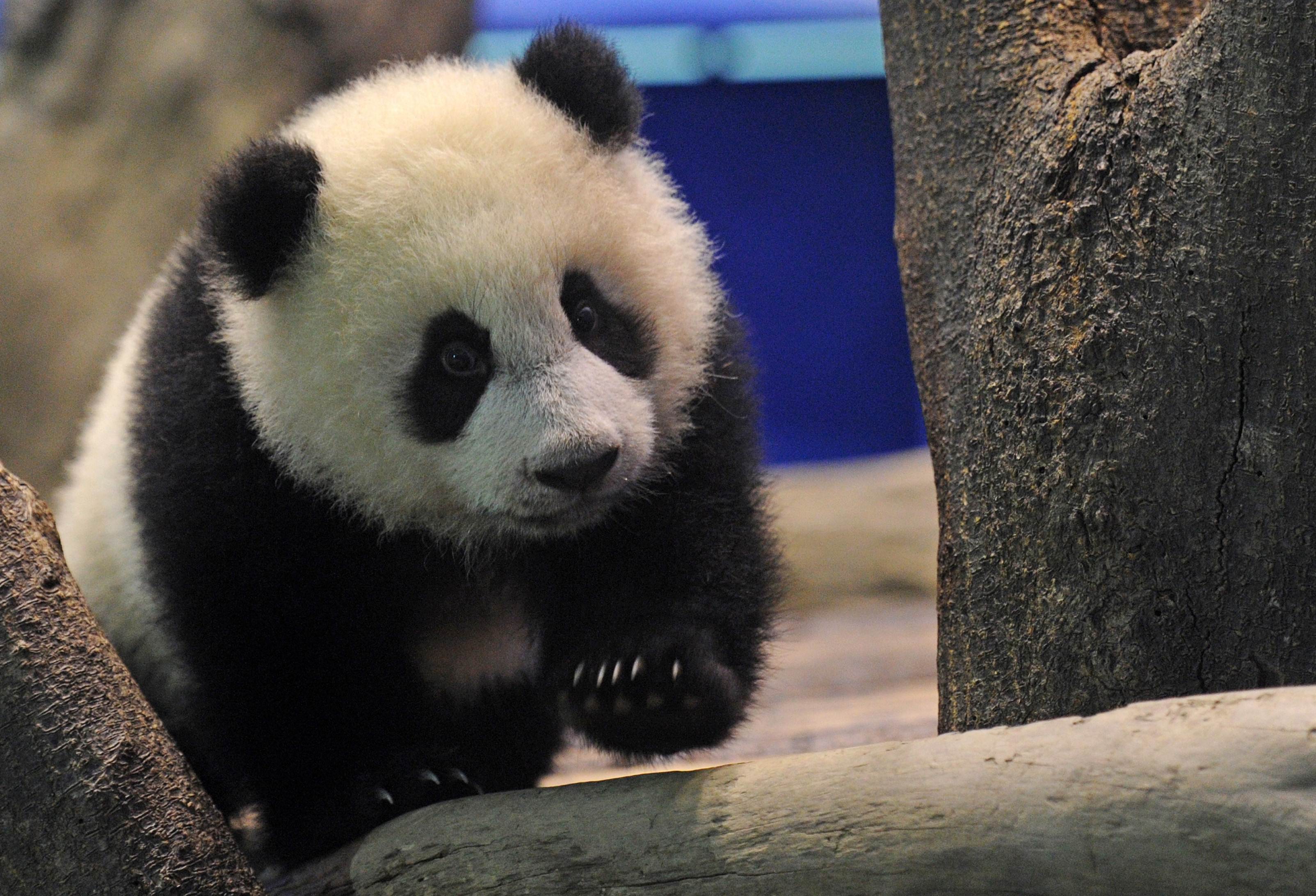 Top 10 Cutest Animals - YP | South China Morning Post