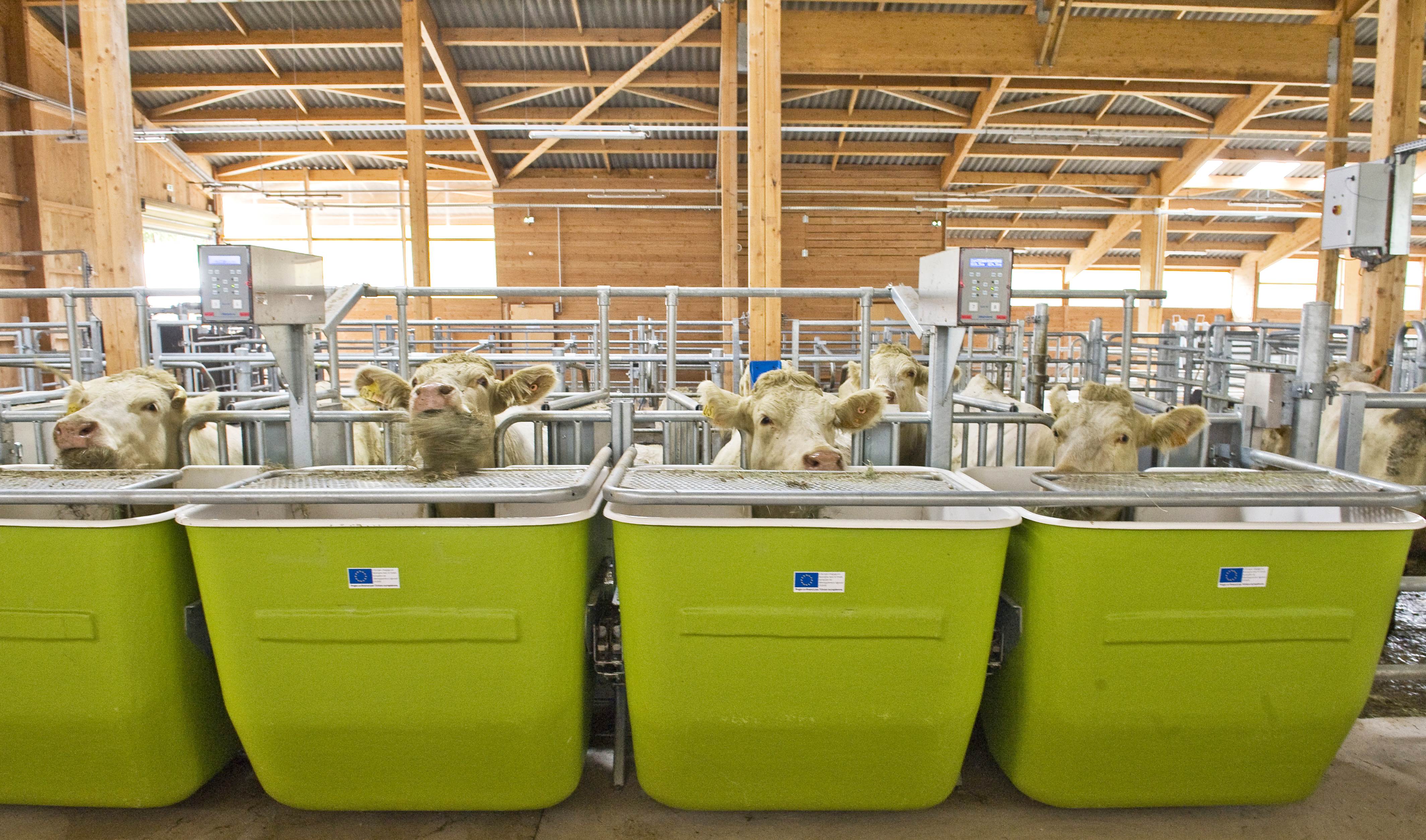 Cows eat in troughs which control the quantity of food ingested by each animal, in the new Herbipole research centre for the mountain farming of INRA (National Institute of Agricultural Research), during its inauguration in Laqueuille on September 16, 2015. AFP PHOTO / THIERRY ZOCCOLAN