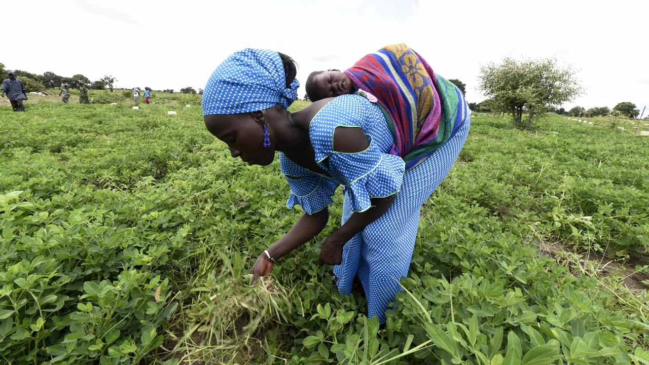 TO GO WITH AFP STORY BY MARGAUX SUBRA-GOMEZ A Senegalese farmer carrying her baby works in a field in Daga Birame on October 1, 2015. Since 2013, farmers of Daga Birame take part in a new project teaching them farming pratices adapted to climate changes and based on research and weather forecasting, involving the Civil Aviation and Meteorology National Agency (ANACIM) and the Research Program on climate change, agriculture and food safety (CCAFS). AFP PHOTO / SEYLLOU