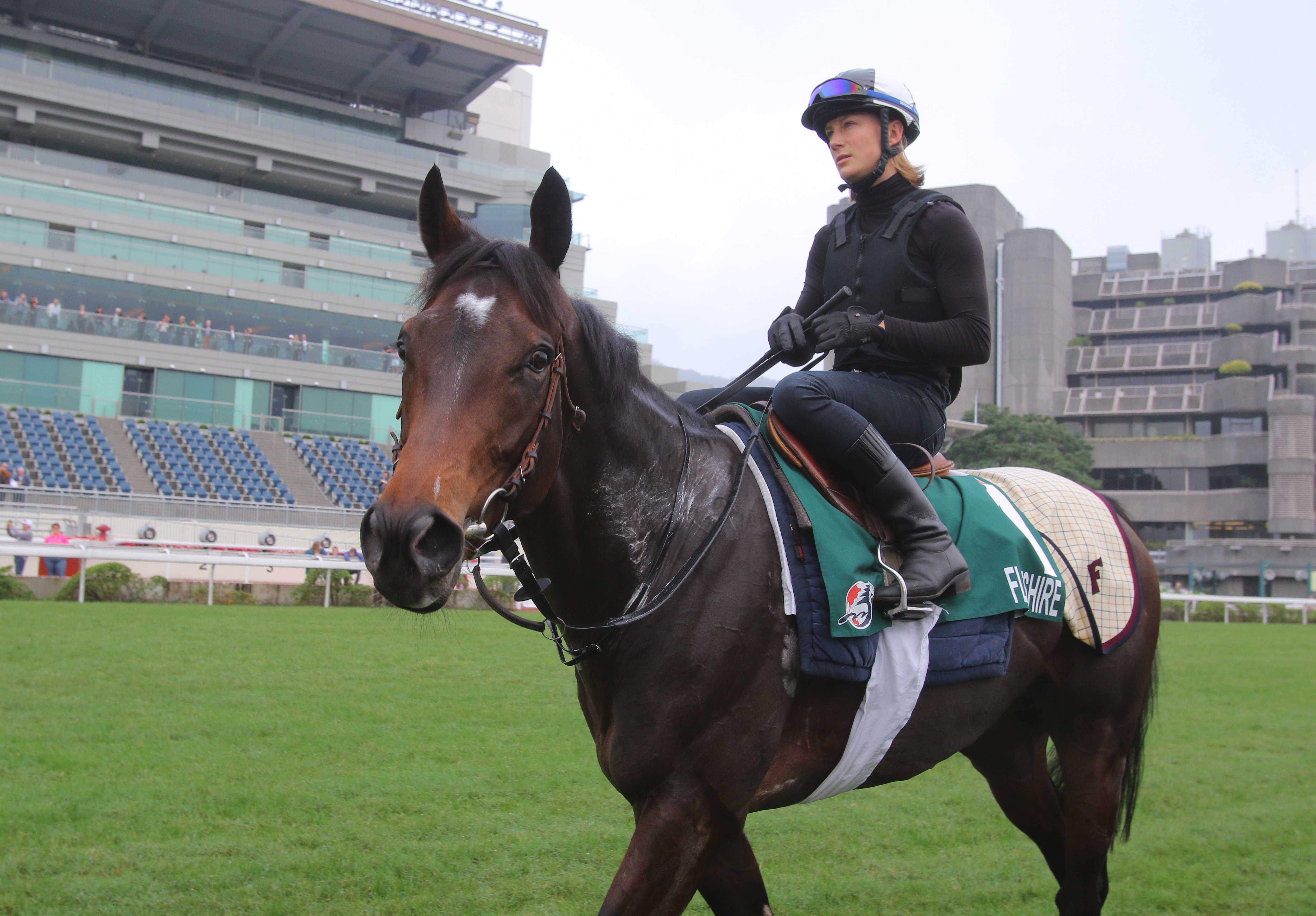 The Hong Kong Vase runner Flintshire going back to stable after gallop on the turf at Sha Tin on 10Dec15.