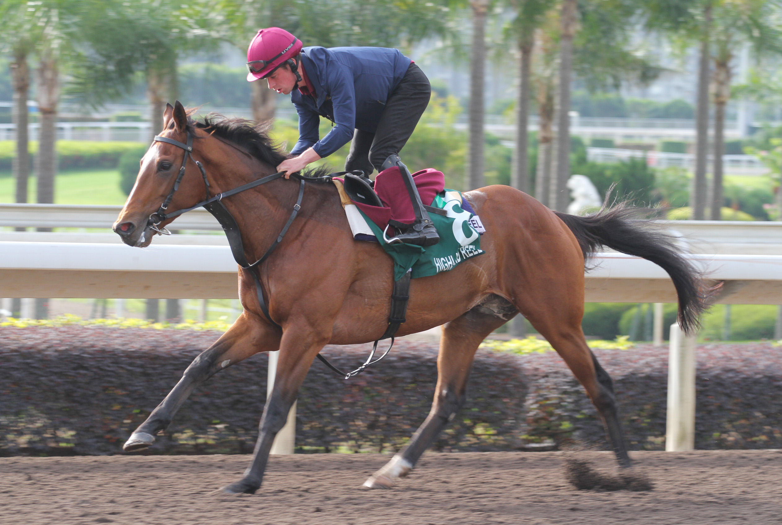 The Hong Kong Vase runner Highland Reel galloping on the all weather track at Sha Tin on 11Dec15.