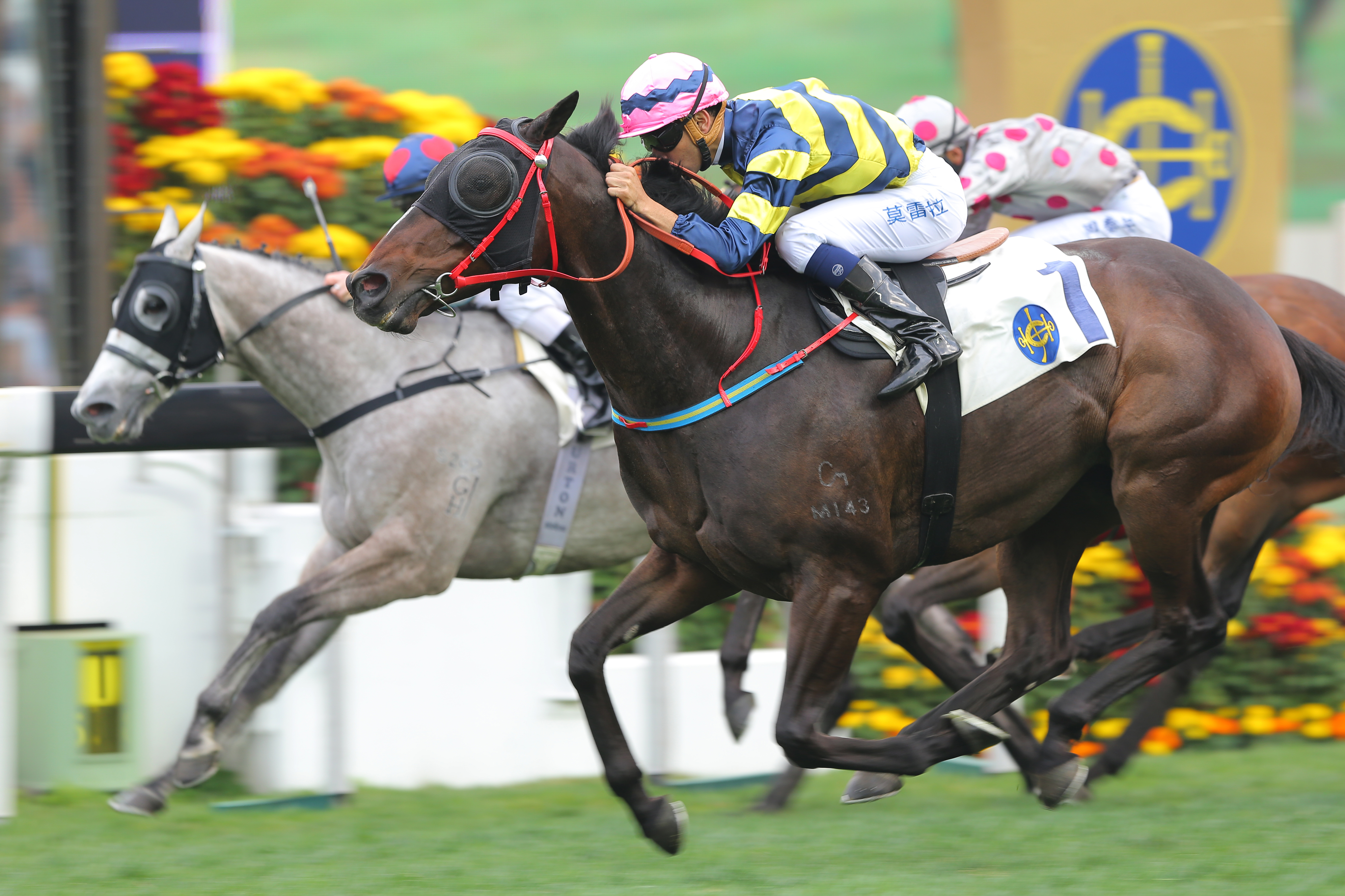 Race 8, Real Specialist, ridden by Joao Moreira, won the Chinese New Year Cup (class 1, 1400m) at Sha Tin. 21FEB15