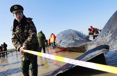 Italian coastguard struggle to free sperm whale from fishing net - Yahoo  Sports